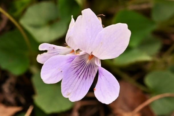 タチツボスミレ - 庭木図鑑 植木ペディア