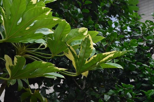 ヤツデ（八手） - 庭木図鑑 植木ペディア