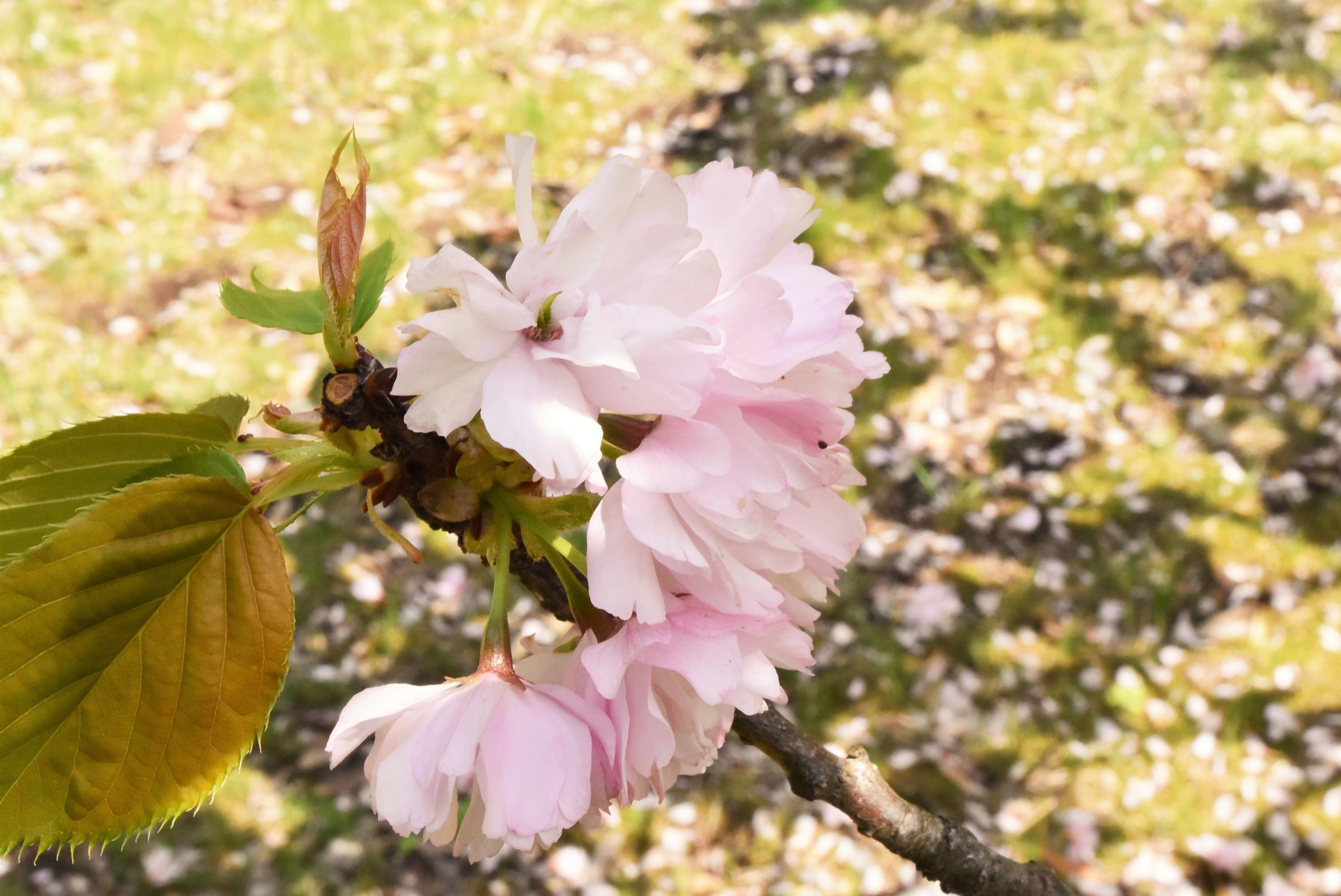 ヨウキヒ（楊貴妃桜） - 庭木図鑑 植木ペディア