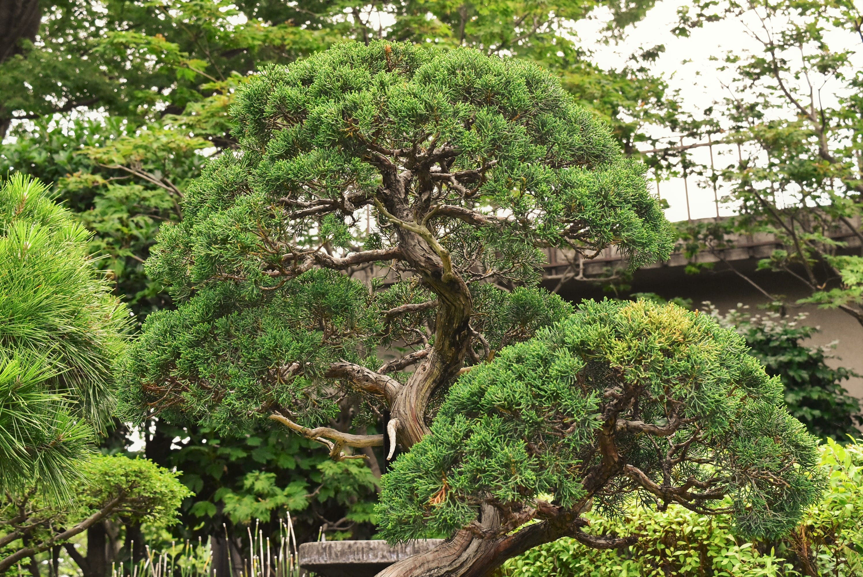 ミヤマビャクシン - 庭木図鑑 植木ペディア