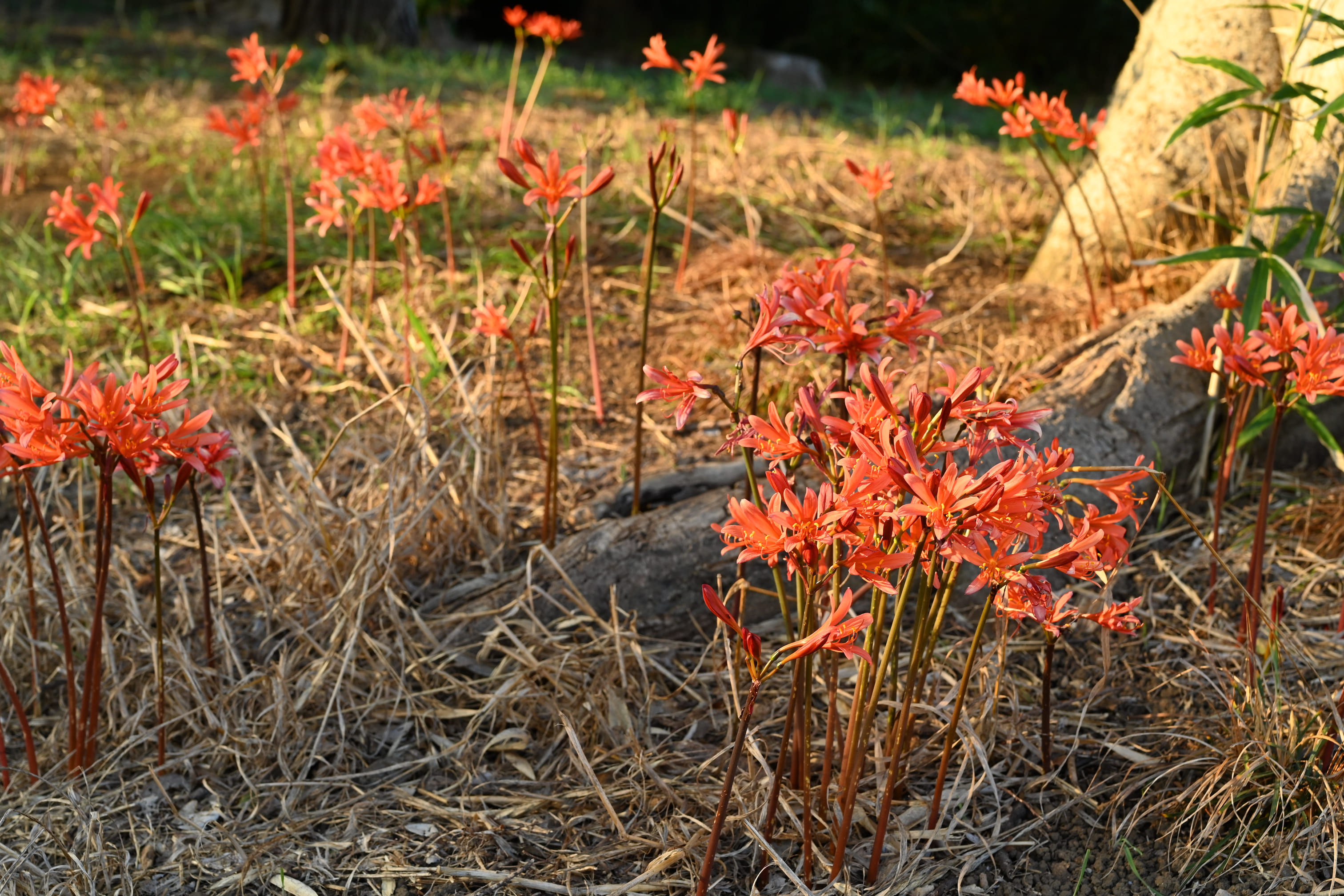 キツネノカミソリ きつねのかみそり 庭木図鑑 植木ペディア キツネノカミソリ きつねのかみそり 庭木図鑑 植木ペディア