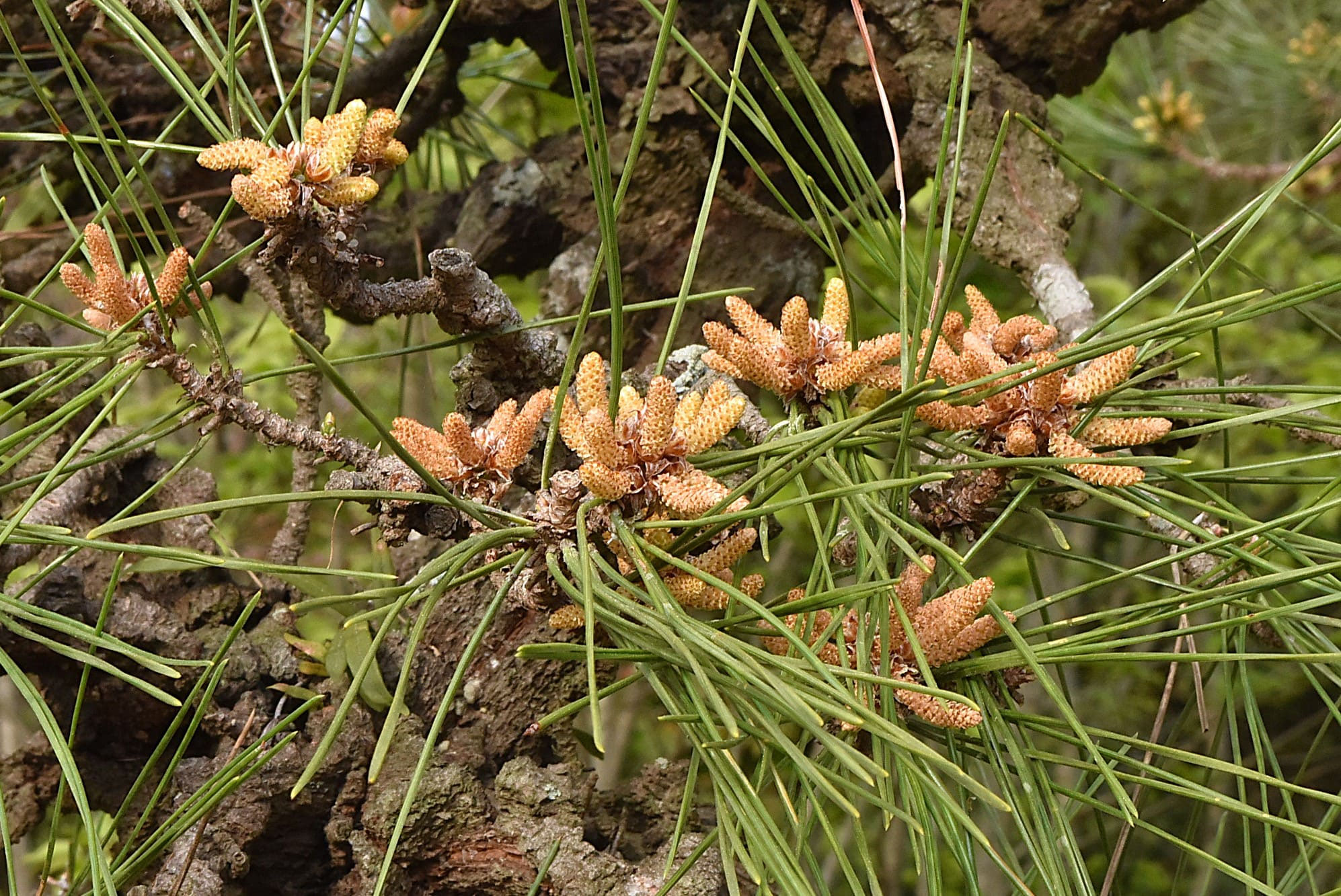 赤松盆栽 半傾崖 盆栽 赤松盆栽 半傾崖 盆栽