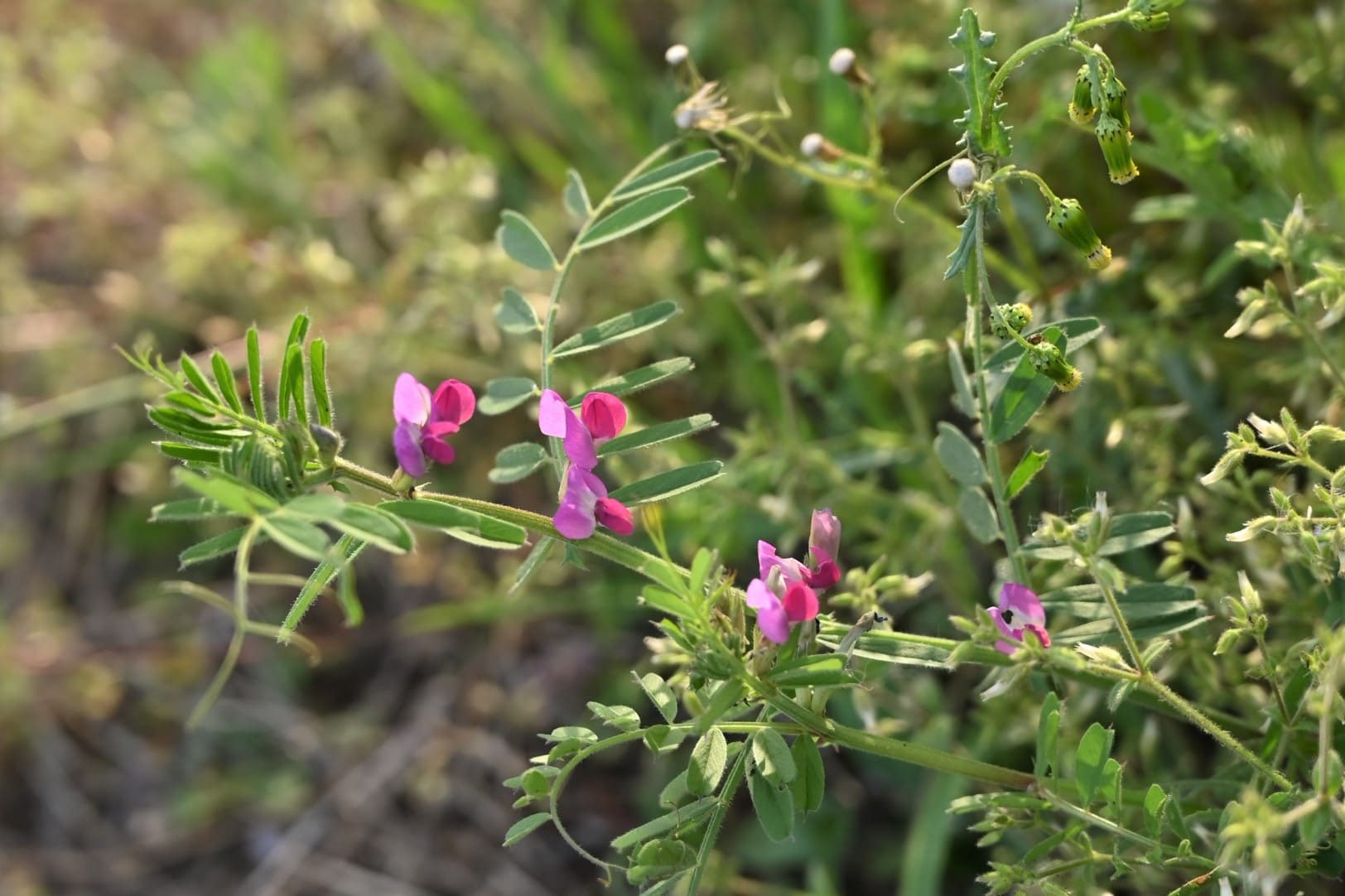 カラスノエンドウ／からすのえんどう - 庭木図鑑 植木ペディア