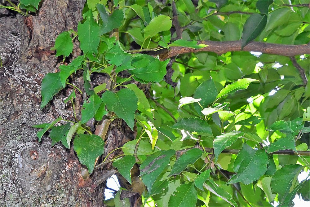 ヤマナシ 山梨 庭木図鑑 植木ペディア