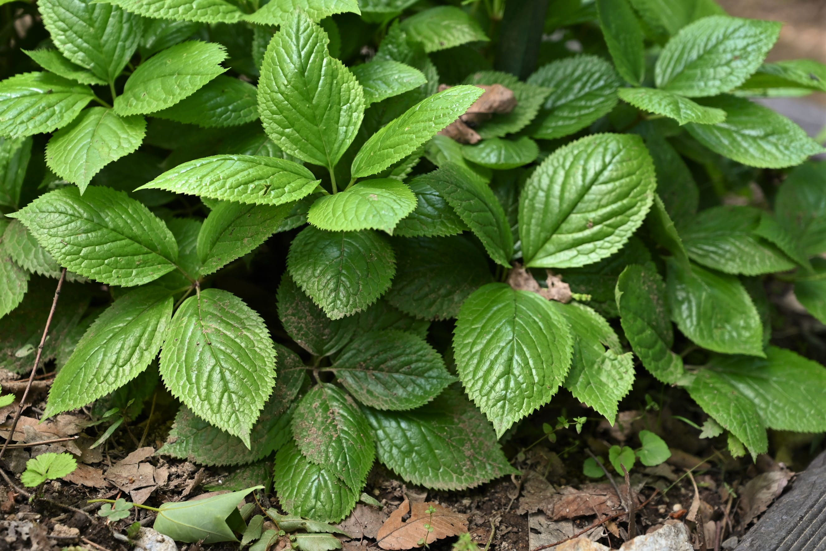 ヒトリシズカ ひとりしずか 一人静 庭木図鑑 植木ペディア