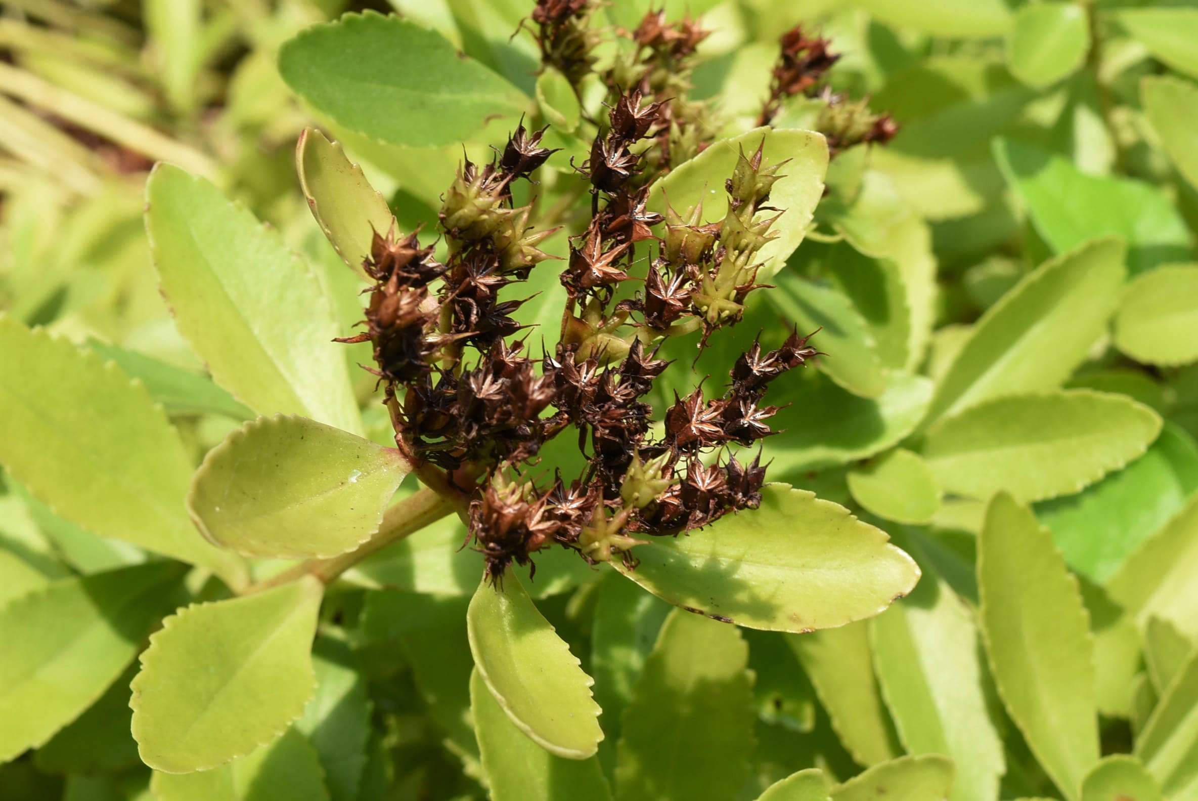 キリンソウ きりんそう 麒麟草 庭木図鑑 植木ペディア