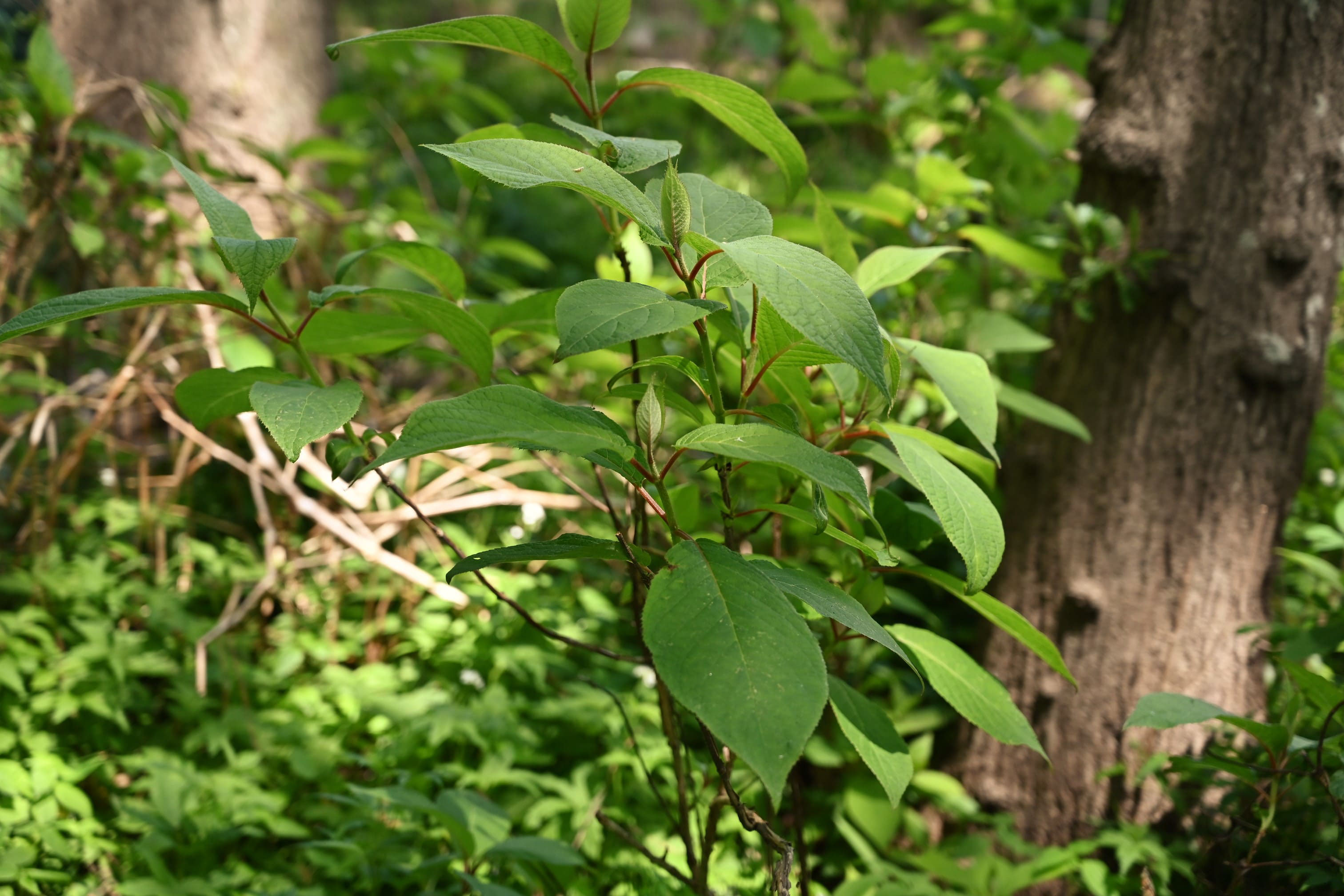 タマアジサイ 玉紫陽花 庭木図鑑 植木ペディア