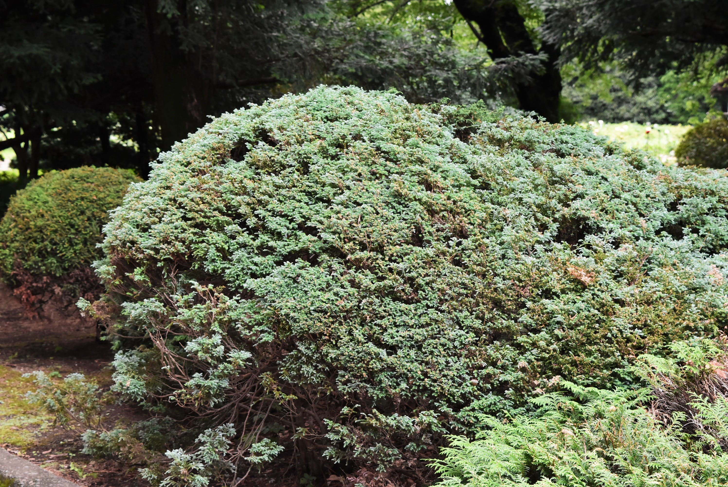ヒムロスギ 庭木図鑑 植木ペディア ヒムロスギ 庭木図鑑 植木ペディア