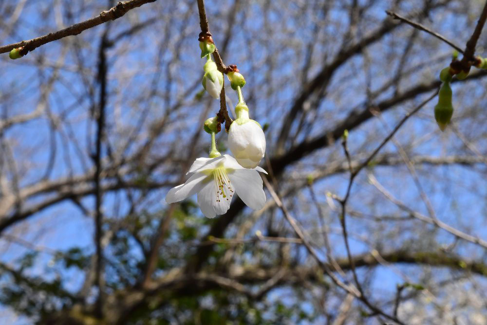 マメザクラ 庭木図鑑 植木ペディア マメザクラ 庭木図鑑 植木ペディア