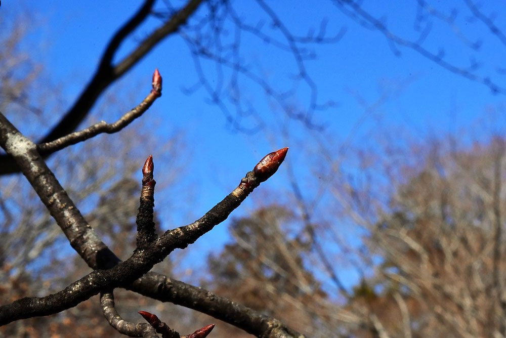 アズキナシ - 庭木図鑑 植木ペディア