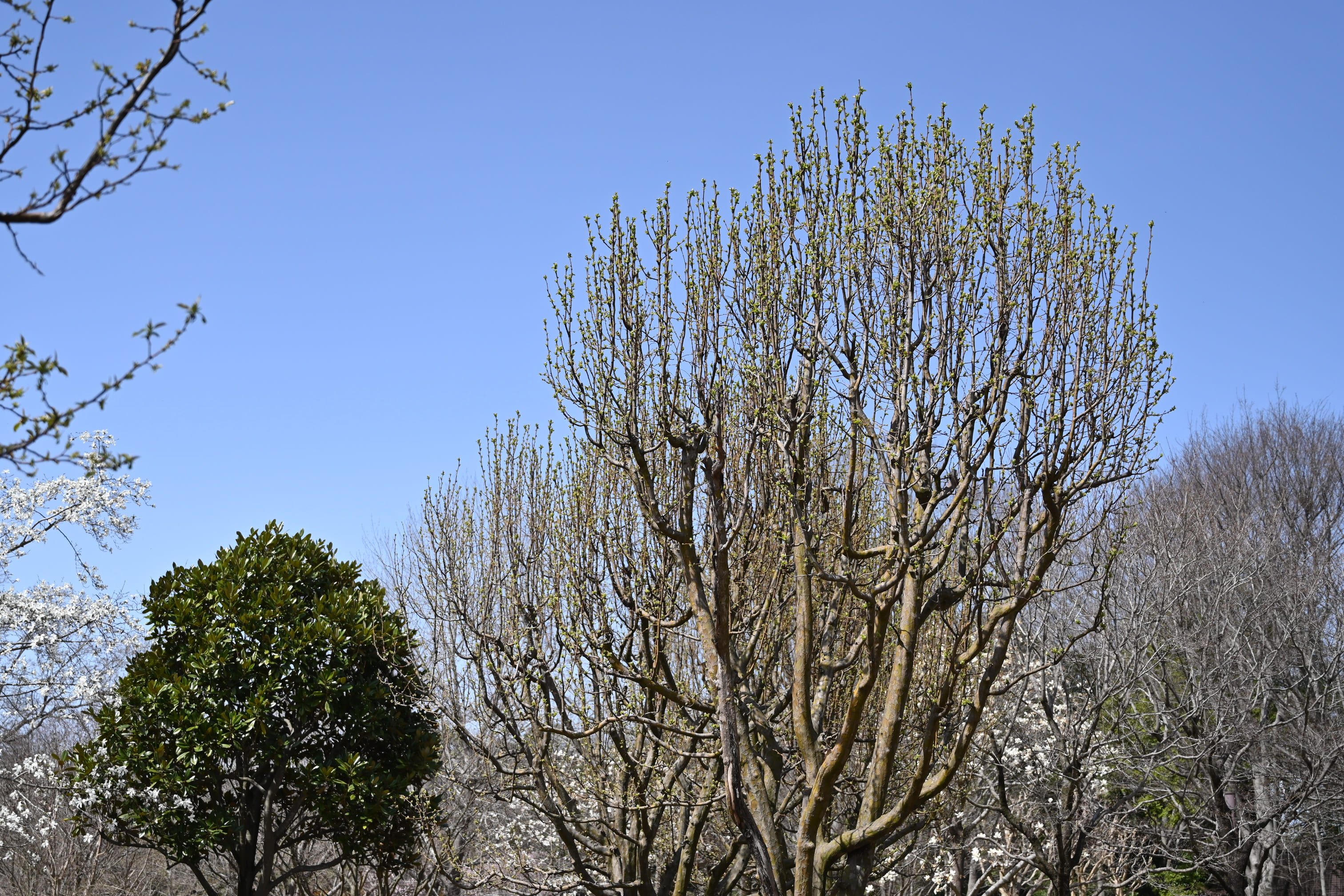 カリン 花梨 庭木図鑑 植木ペディア