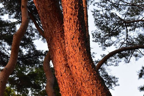 アカマツ（赤松） - 庭木図鑑 植木ペディア