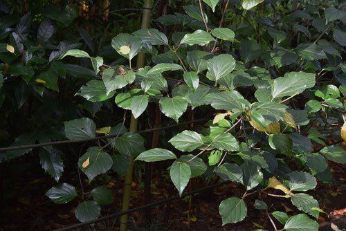 ハクサンボク（白山木） - 庭木図鑑 植木ペディア