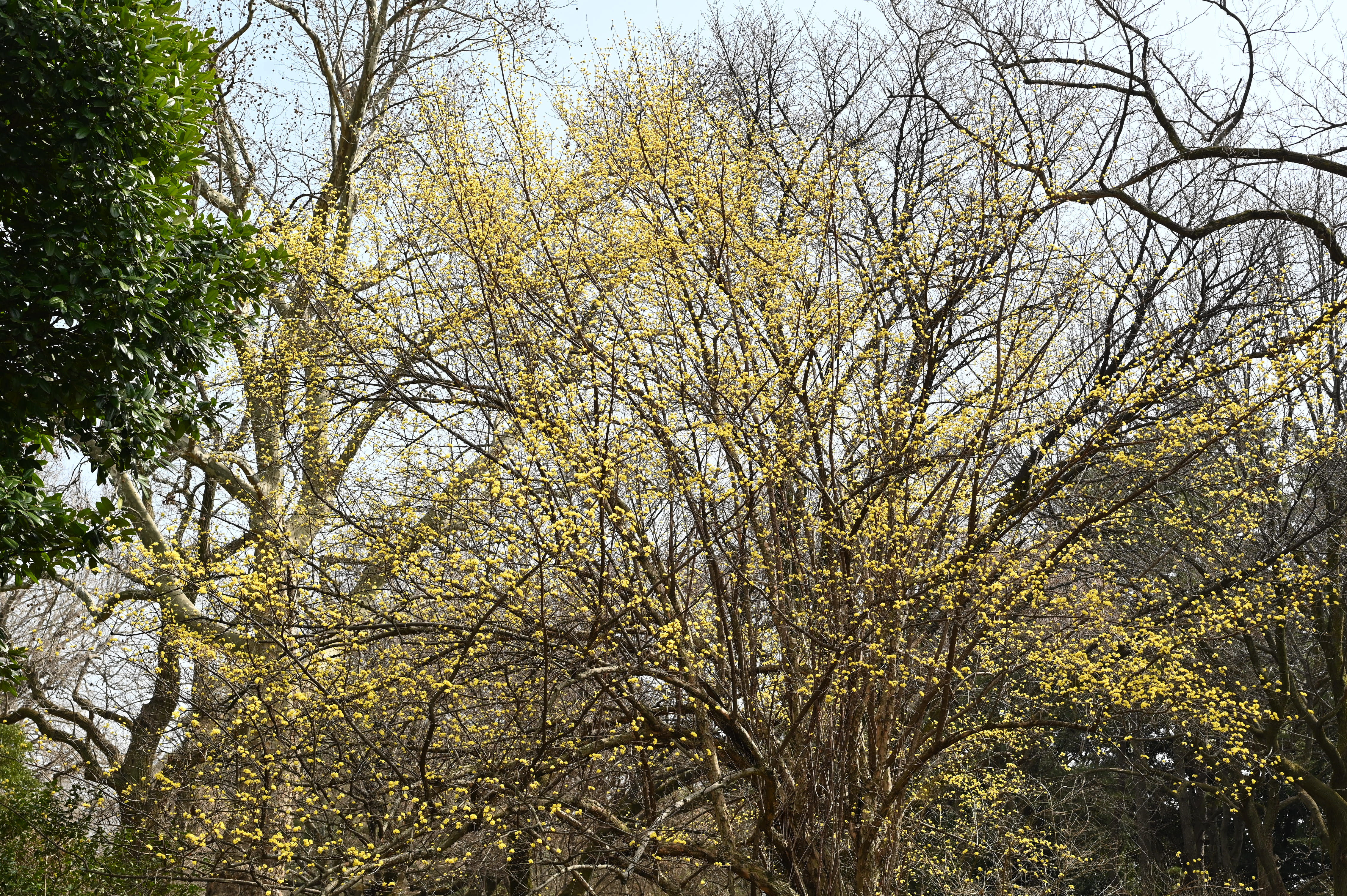 サンシュユ - 庭木図鑑 植木ペディア