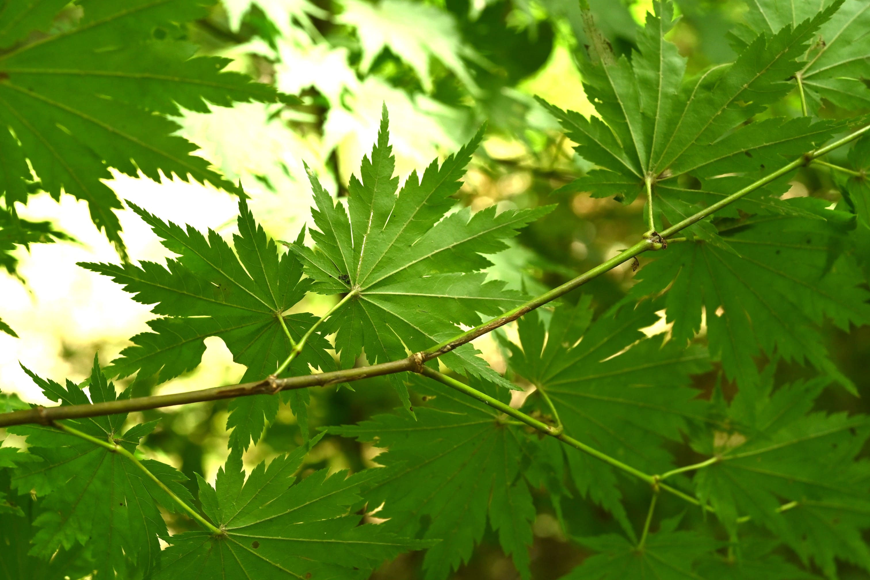 ヒナウチワカエデ／ひなうちわかえで／雛団扇楓 - 庭木図鑑 植木ペディア