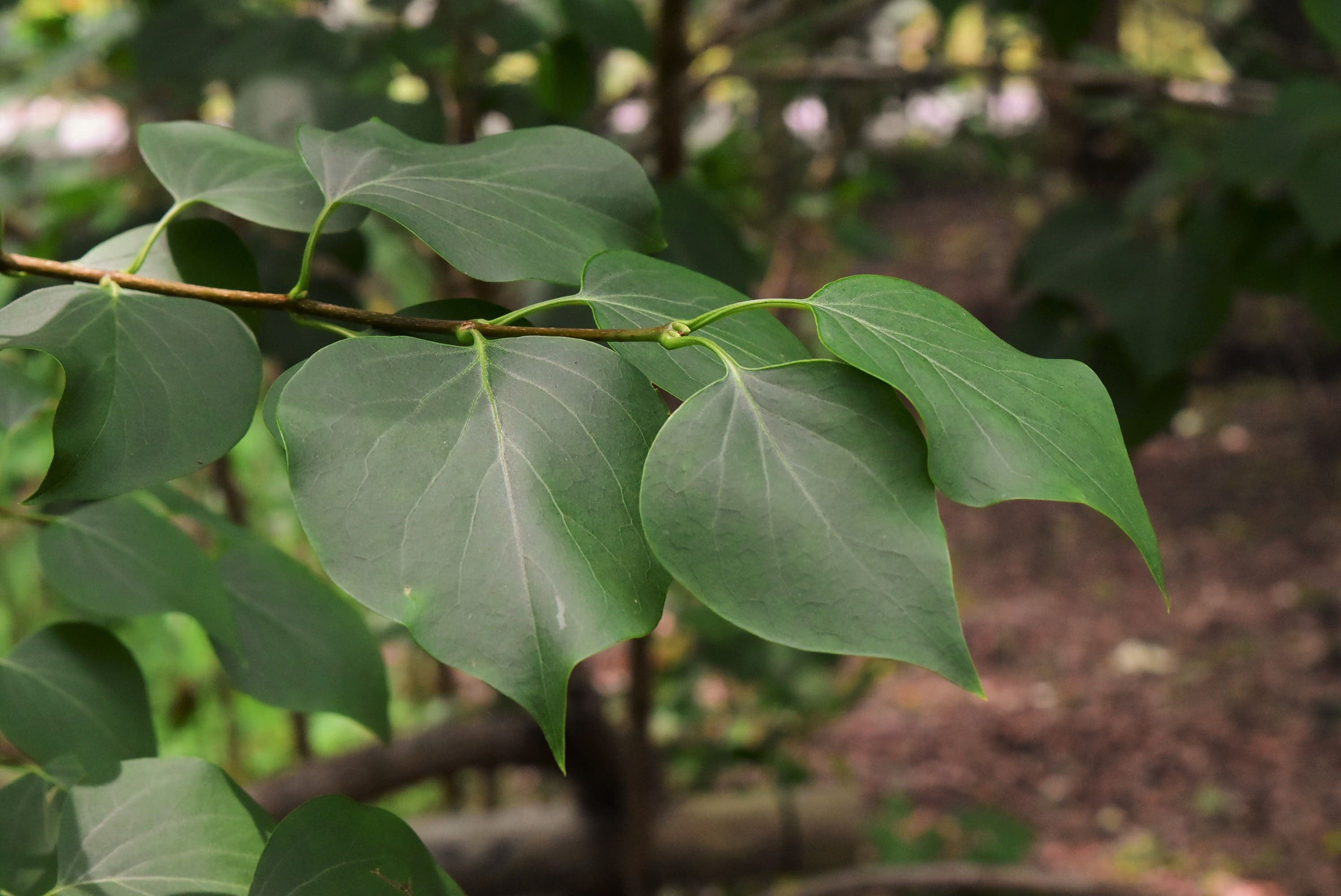 ライラック - 庭木図鑑 植木ペディア