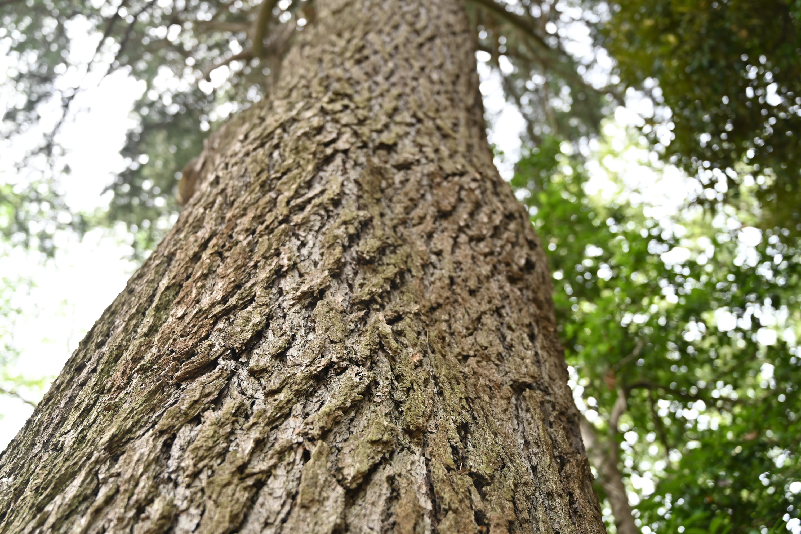 ヒマラヤスギ 庭木図鑑 植木ペディア