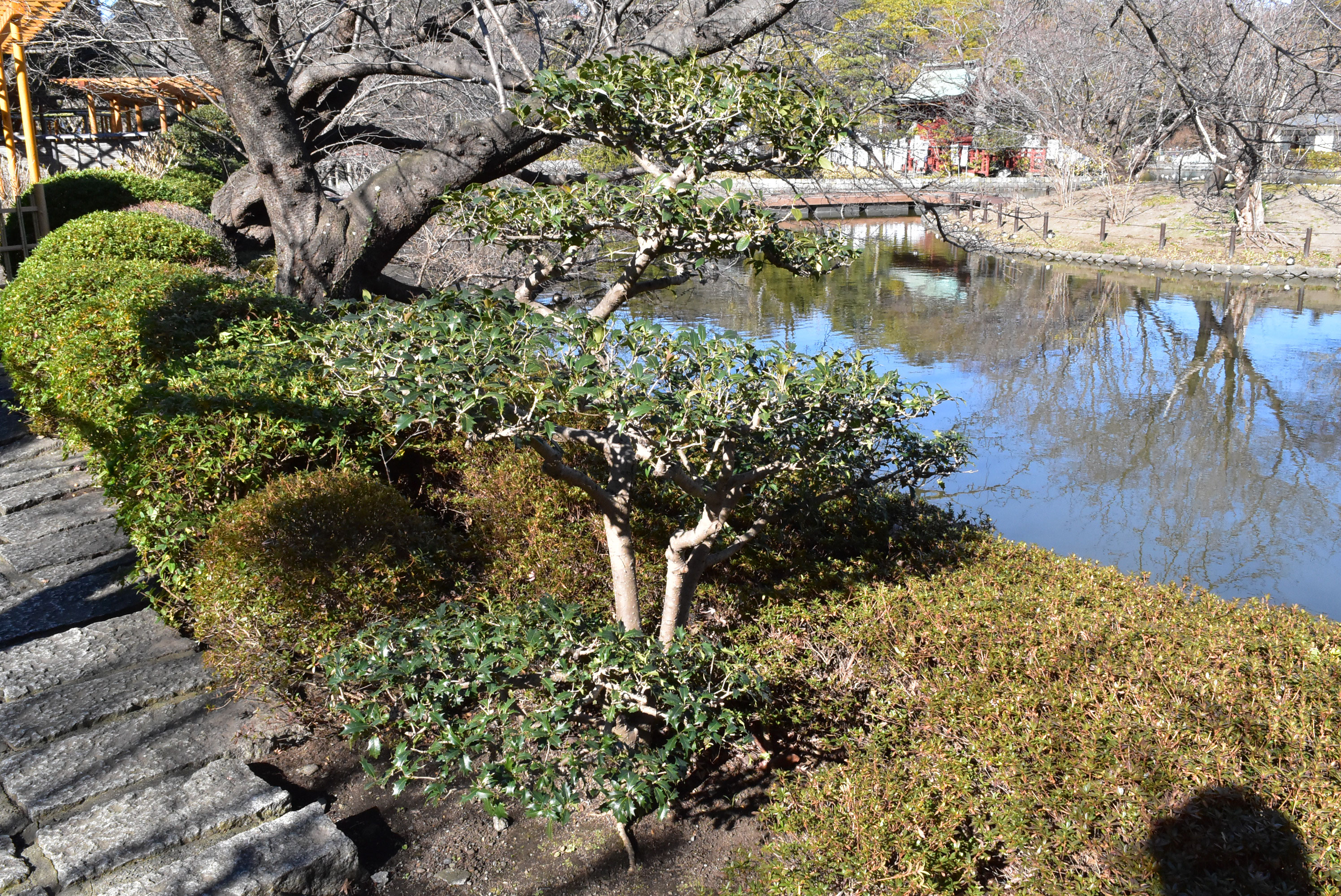 ヒイラギ 柊 庭木図鑑 植木ペディア