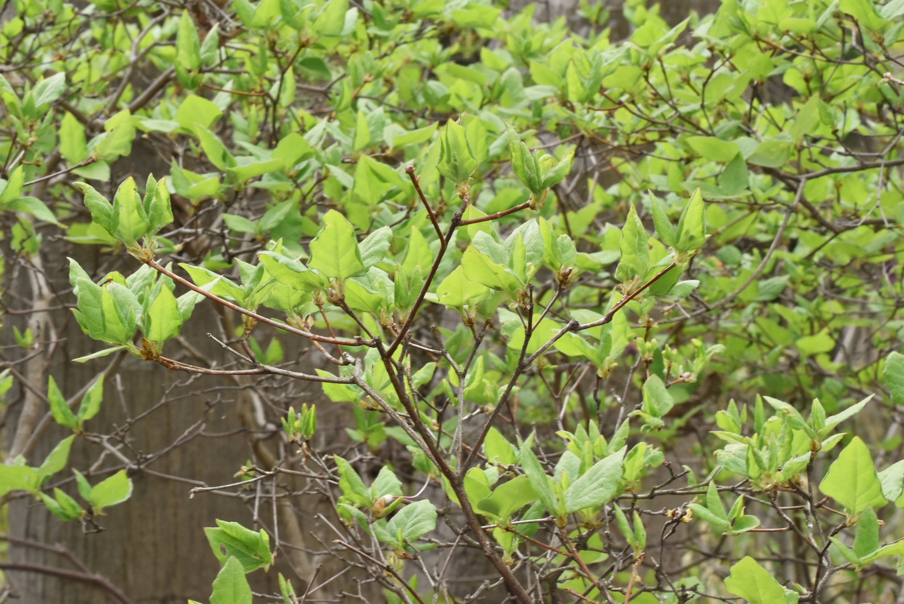 コバノミツバツツジ 庭木図鑑 植木ペディア