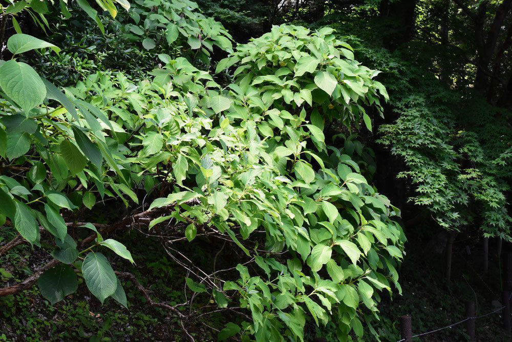 タマアジサイ 玉紫陽花 庭木図鑑 植木ペディア
