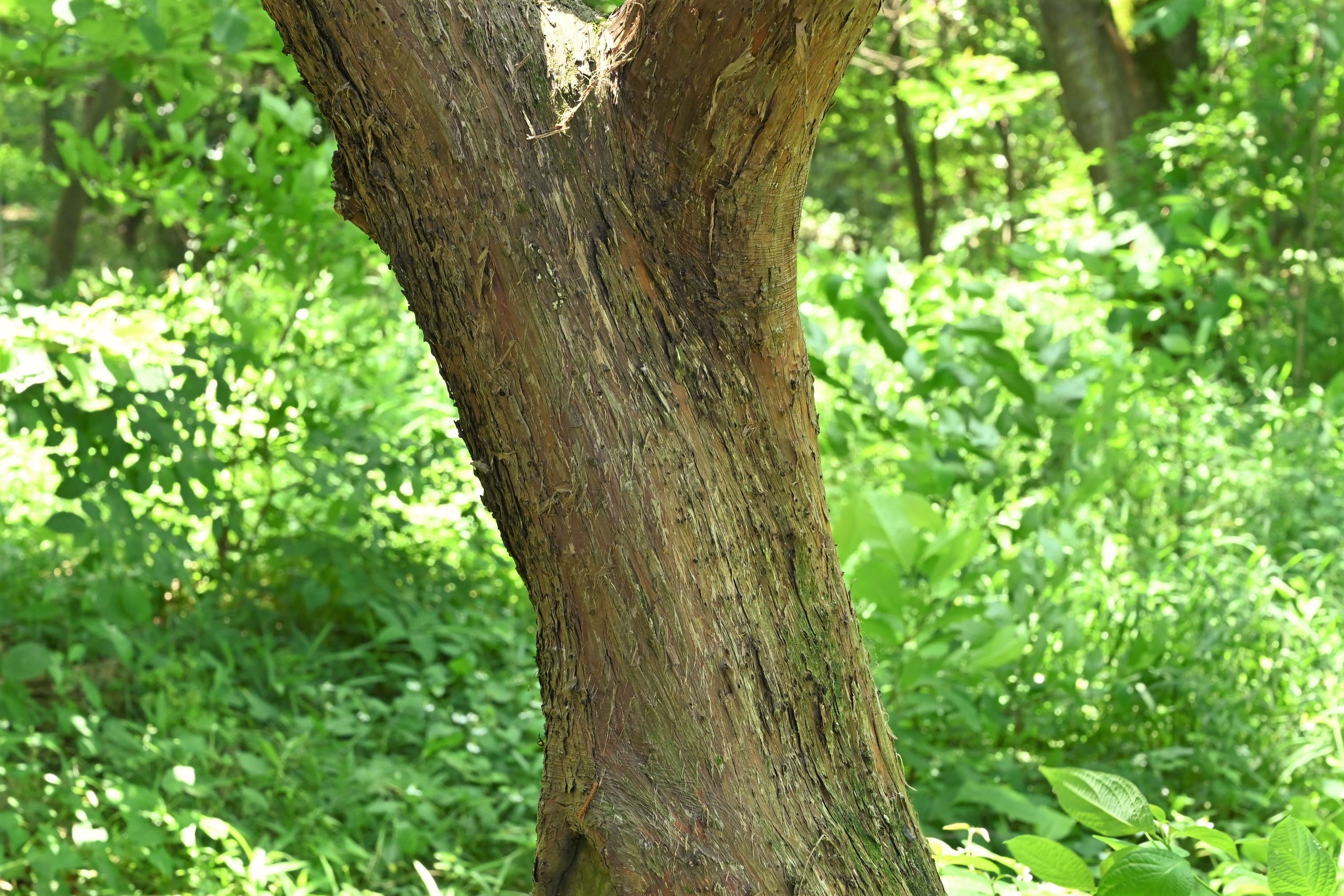 ビャクシン - 庭木図鑑 植木ペディア