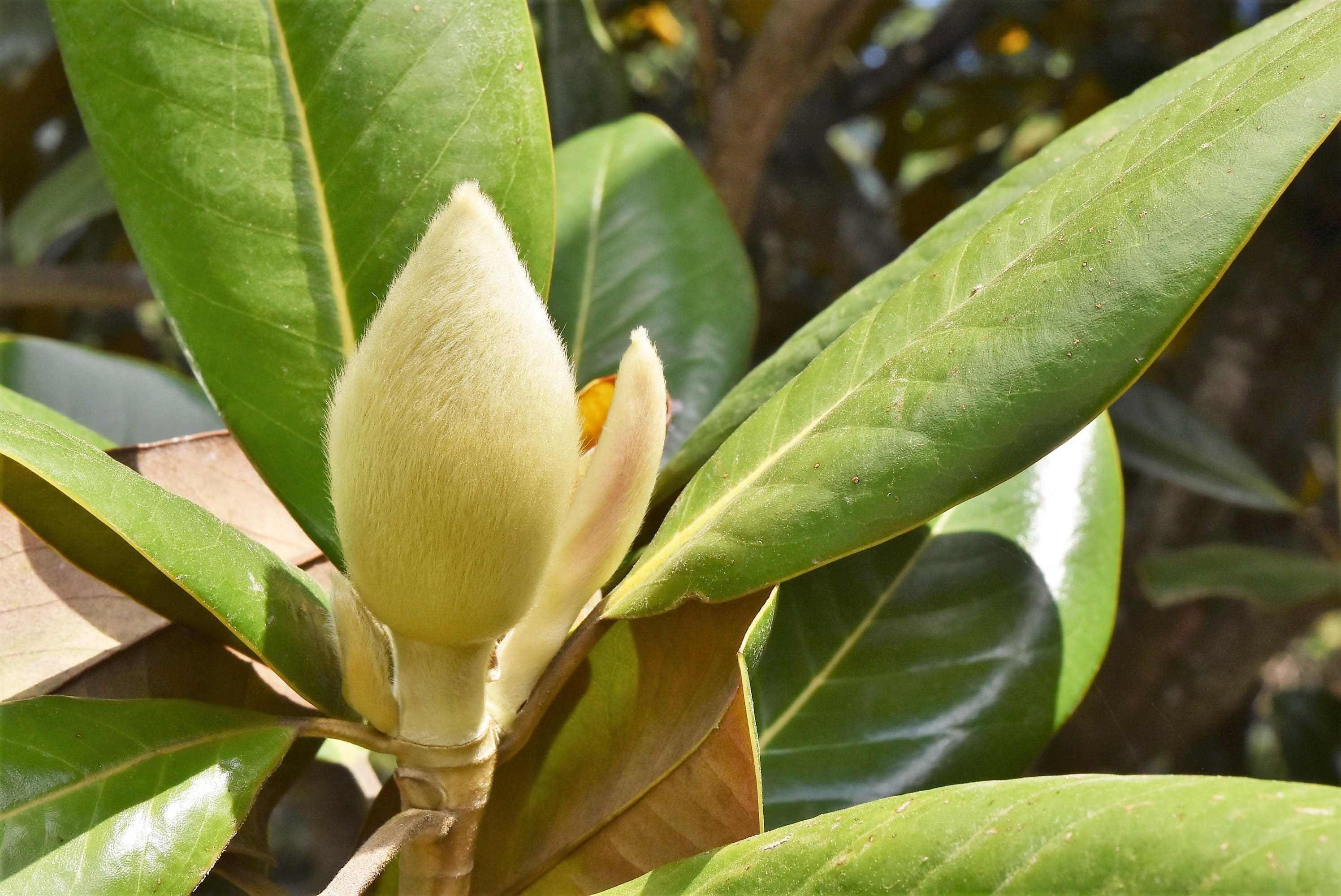 タイサンボク 大泰木 庭木図鑑 植木ペディア