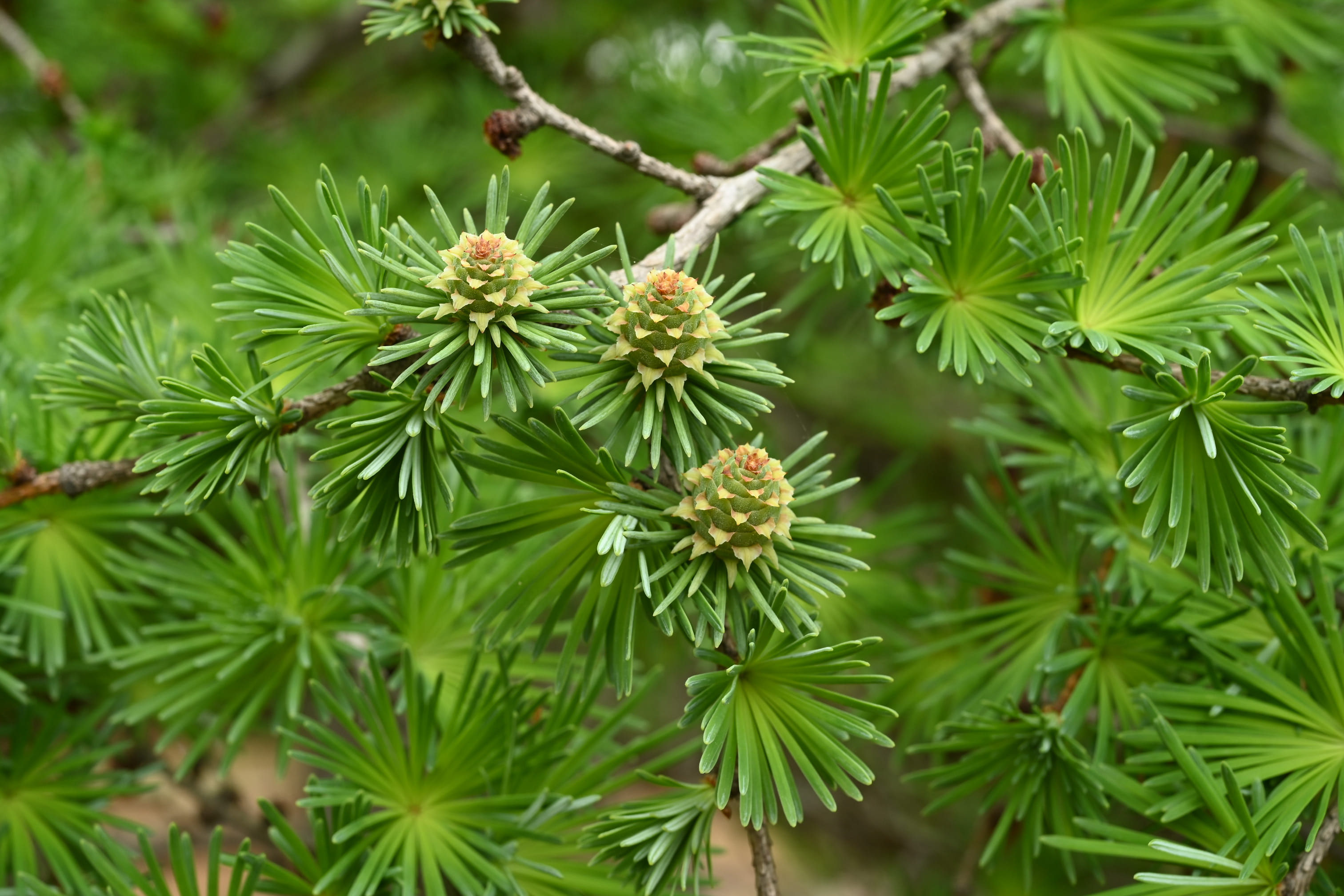 カラマツ 庭木図鑑 植木ペディア