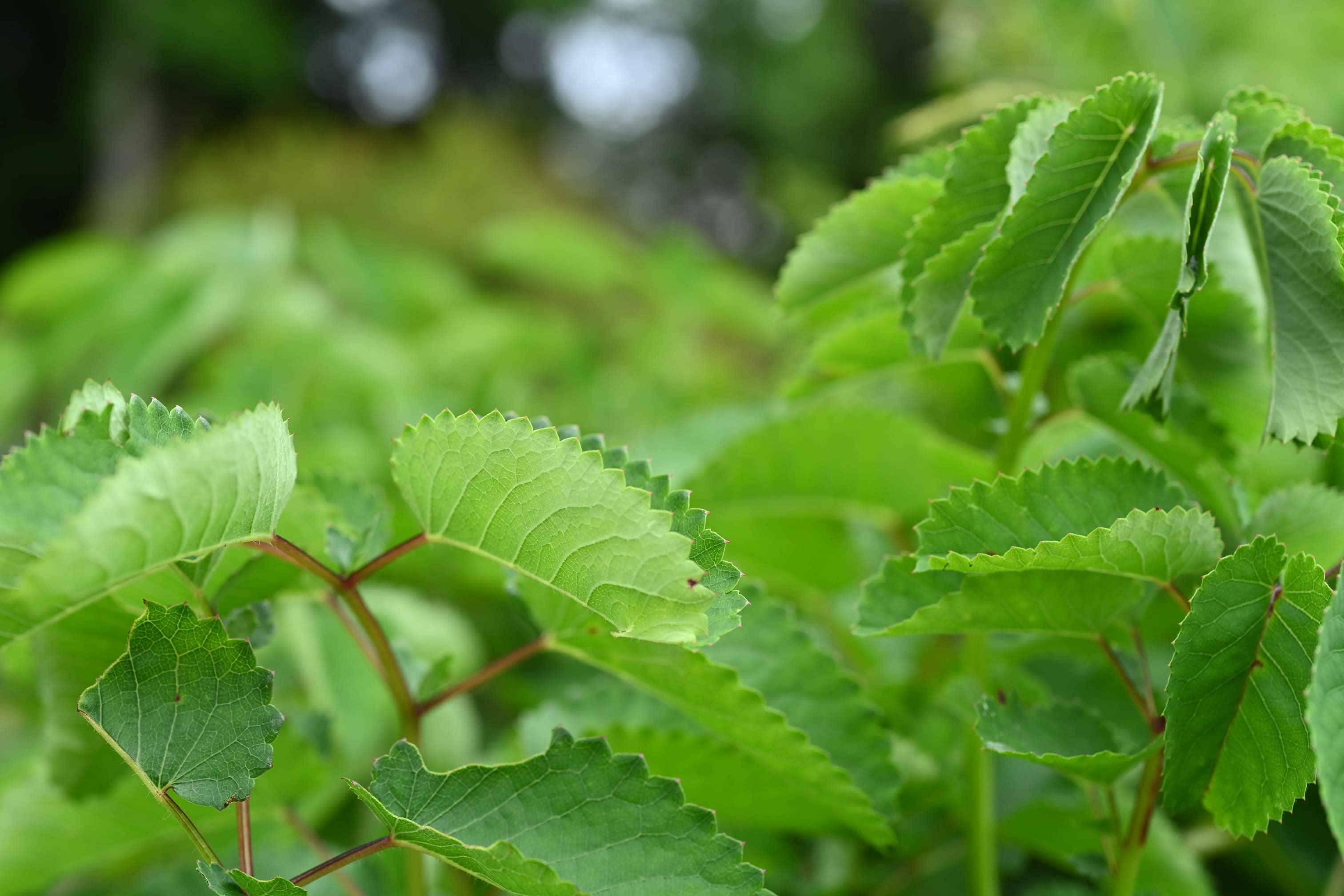 ワレモコウ 庭木図鑑 植木ペディア ワレモコウ 庭木図鑑 植木ペディア