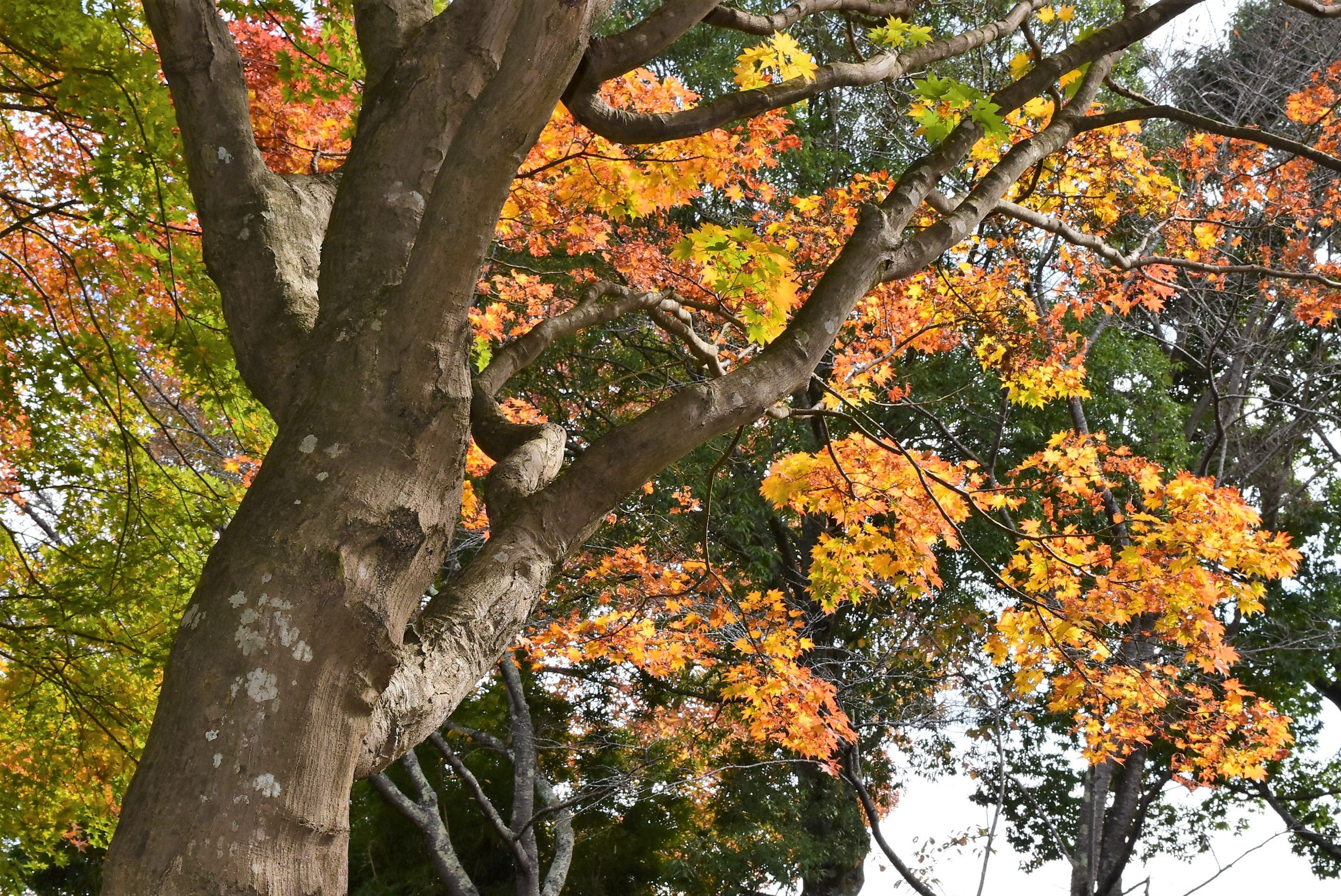 ヤマモミジ やまもみじ 山紅葉 庭木図鑑 植木ペディア