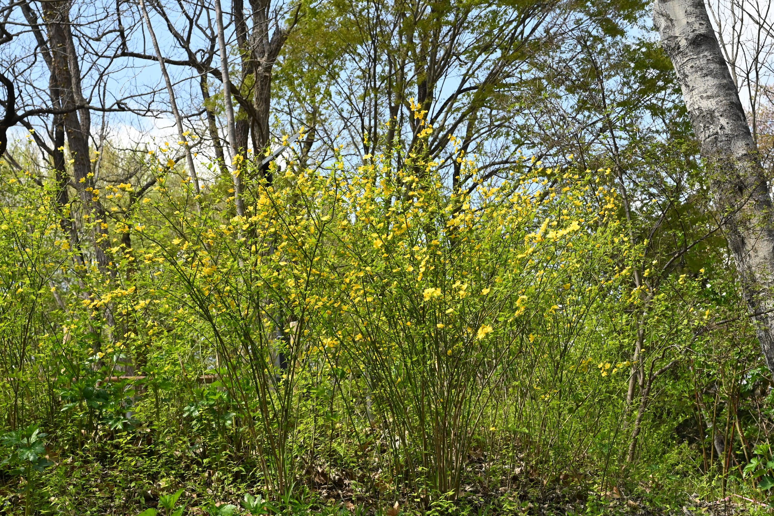 40年山吹の株　フラワーパークや庭のアクセントに 40年山吹の株 フラワーパークや庭のアクセントに