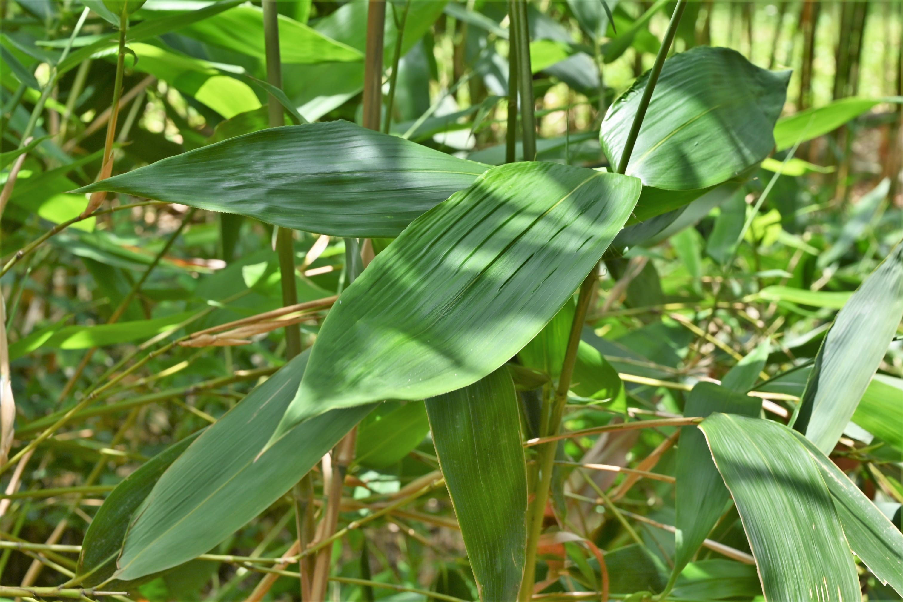 インヨウチク いんようちく 陰陽竹 庭木図鑑 植木ペディア