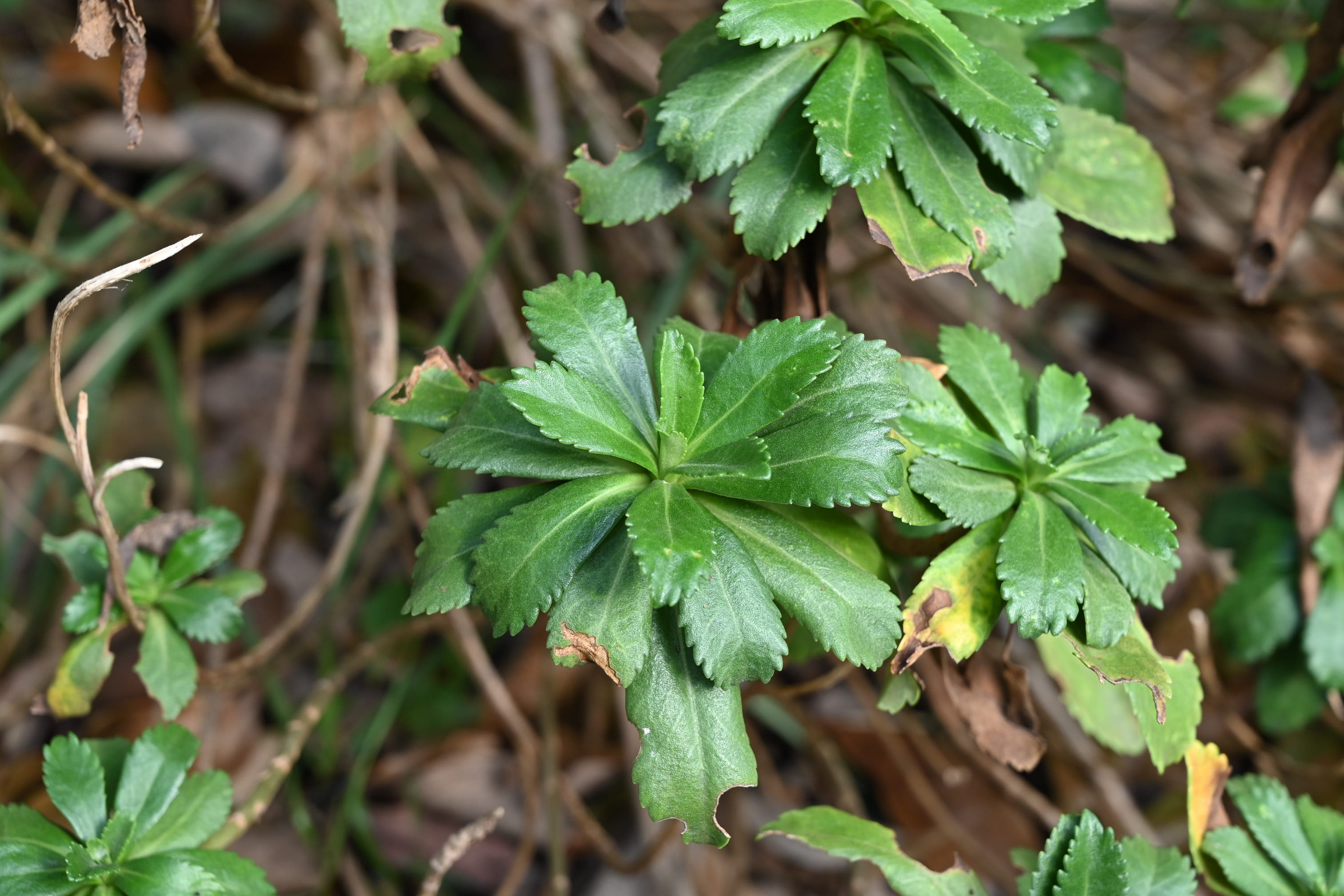 ハマギク はまぎく 浜菊 庭木図鑑 植木ペディア ハマギク はまぎく 浜菊 庭木図鑑 植木ペディア
