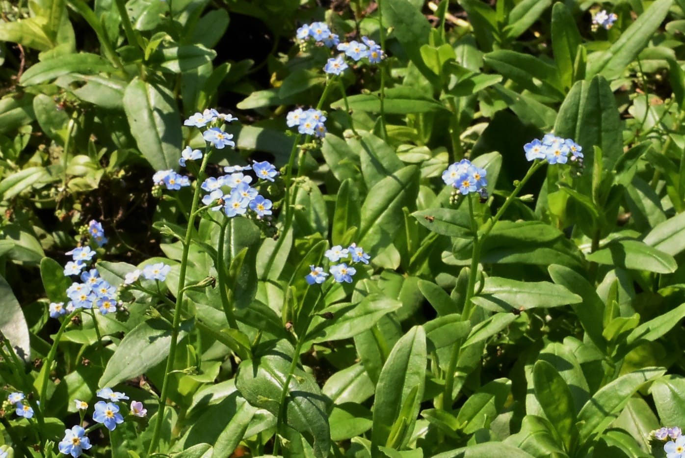 ワスレナグサ わすれなぐさ 勿忘草 庭木図鑑 植木ペディア