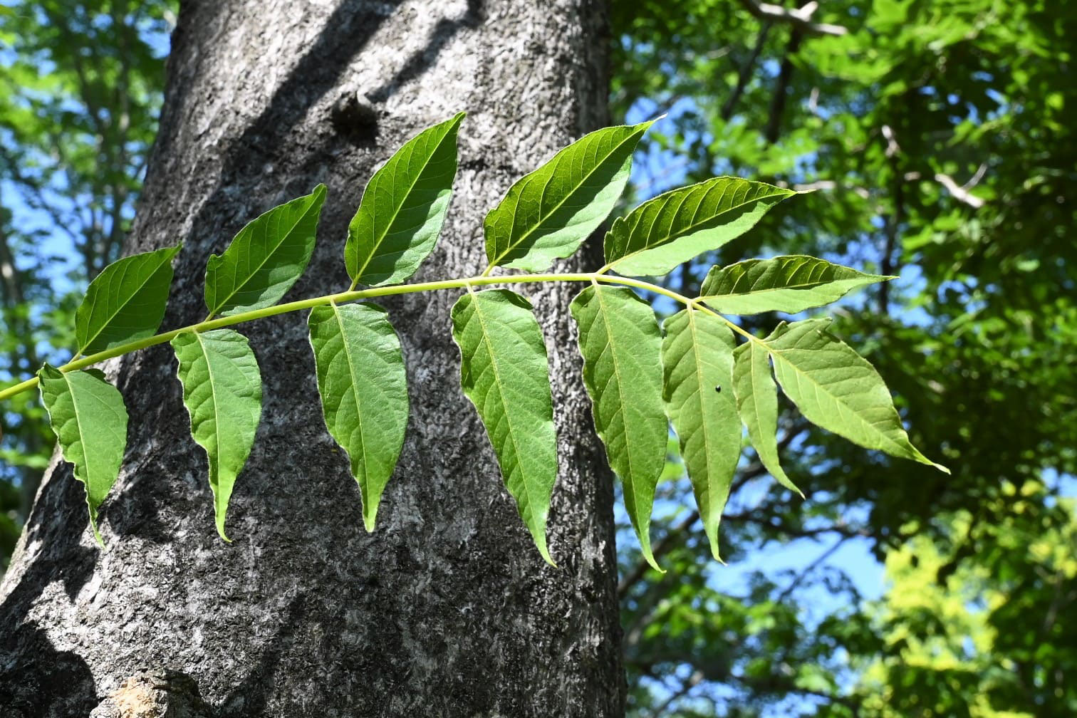 カラスザンショウ／からすざんしょう／烏山椒 - 庭木図鑑 植木