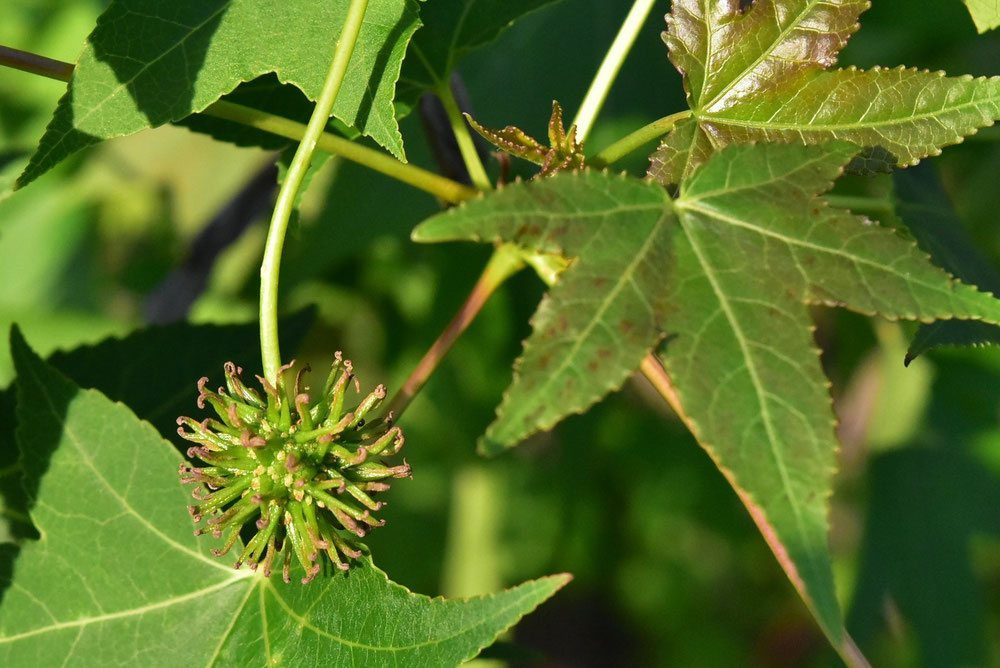 モミジバフウ　アメリカフウ　8株まとめ モミジバフウ アメリカフウ 8株まとめ モミジバフウ アメリカフウ 8株