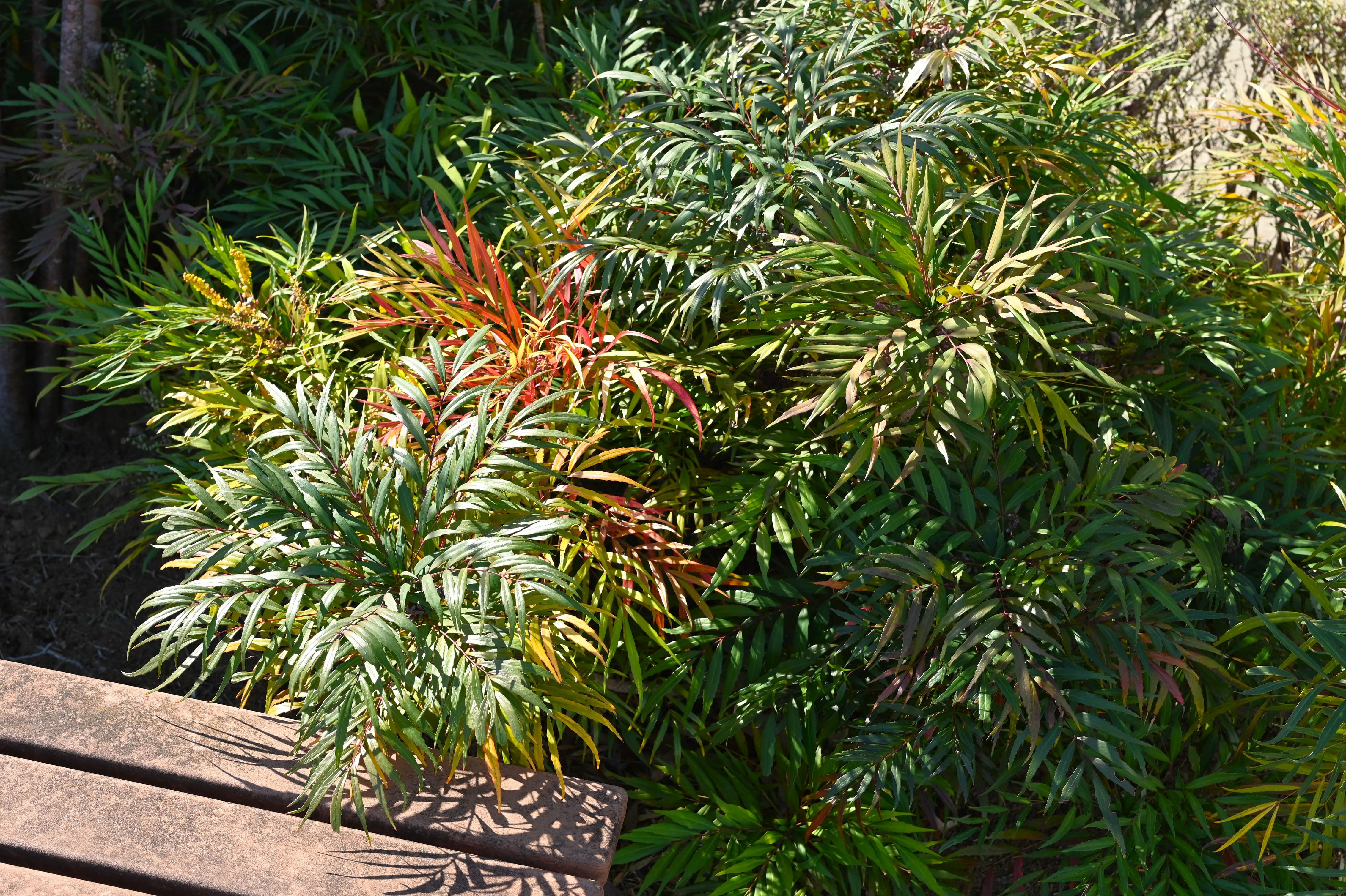 マホニアコンフューサ - 庭木図鑑 植木ペディア