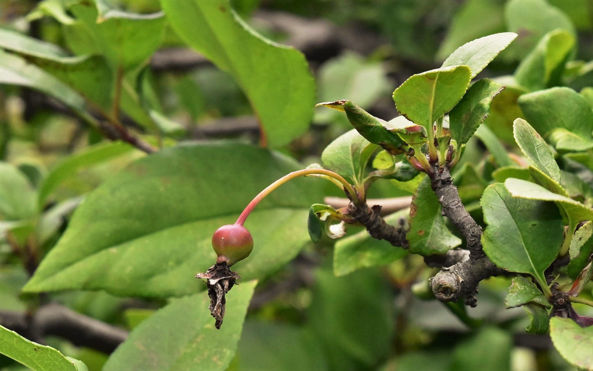 ハナカイドウ 花海棠 庭木図鑑 植木ペディア