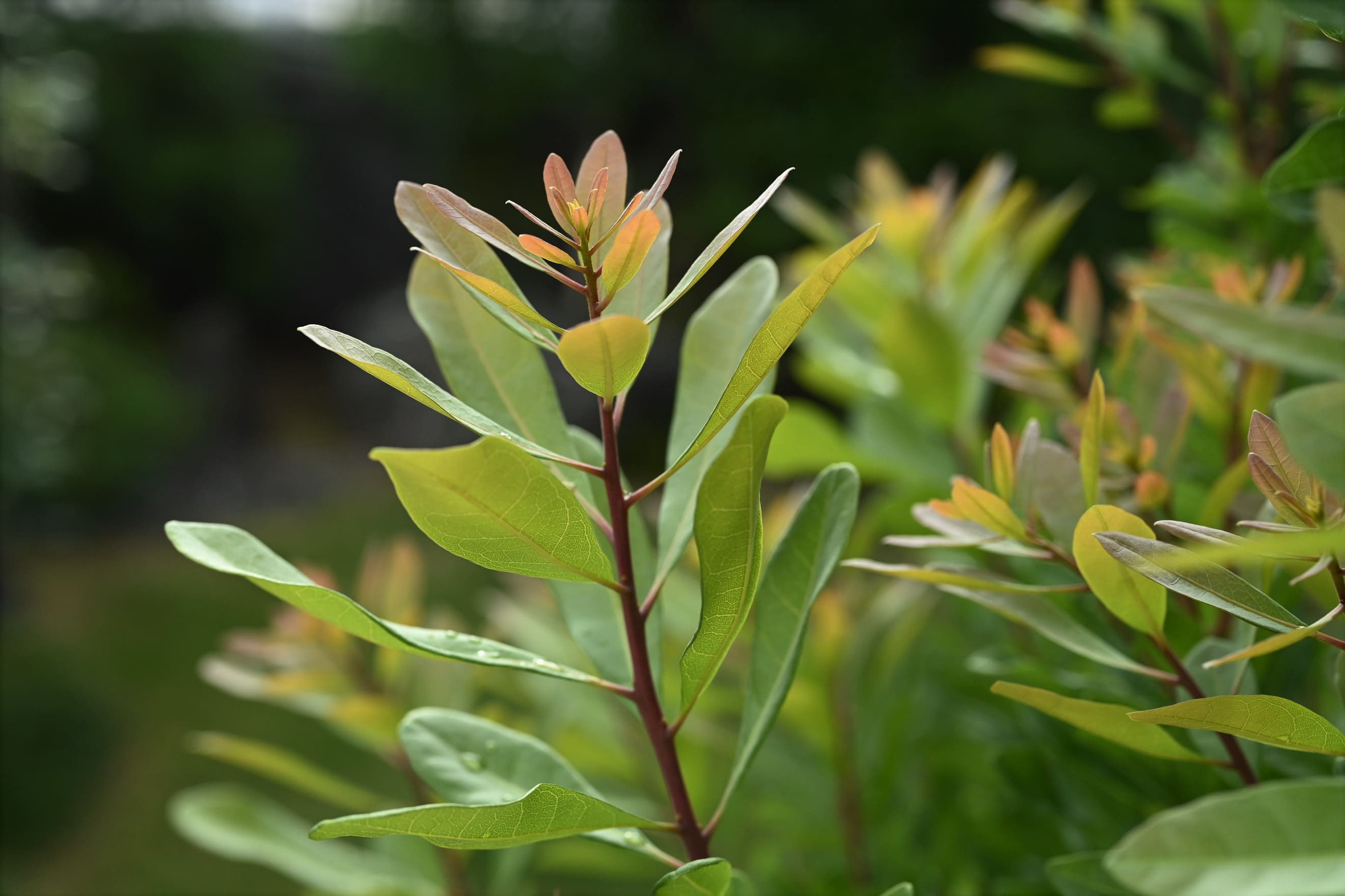 ヤマモモ 山桃 庭木図鑑 植木ペディア