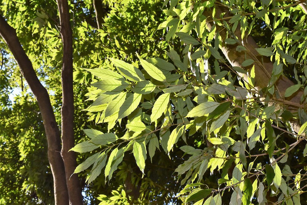 231円 超激安特価 ウラジロガシ 裏白樫 苗木 庭木 常緑樹 30 50cm前後