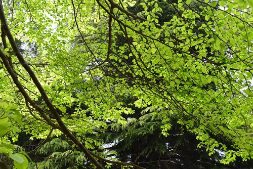 アオハダ - 庭木図鑑 植木ペディア