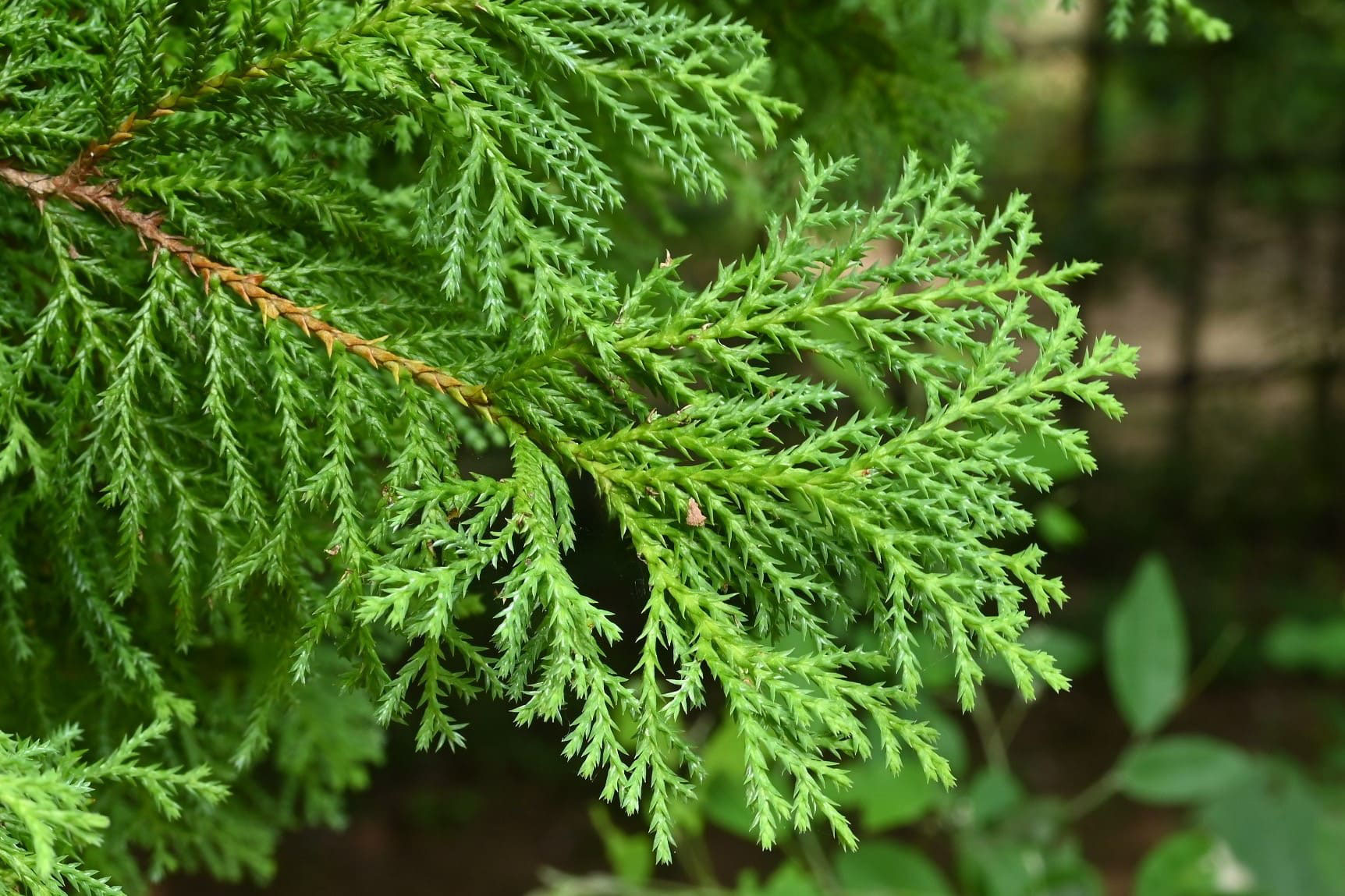 シノブヒバ 忍檜葉 庭木図鑑 植木ペディア