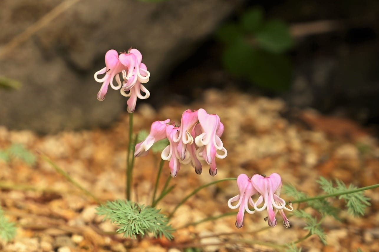 野に咲く草花 | くらしの良品研究所 | 無印良品