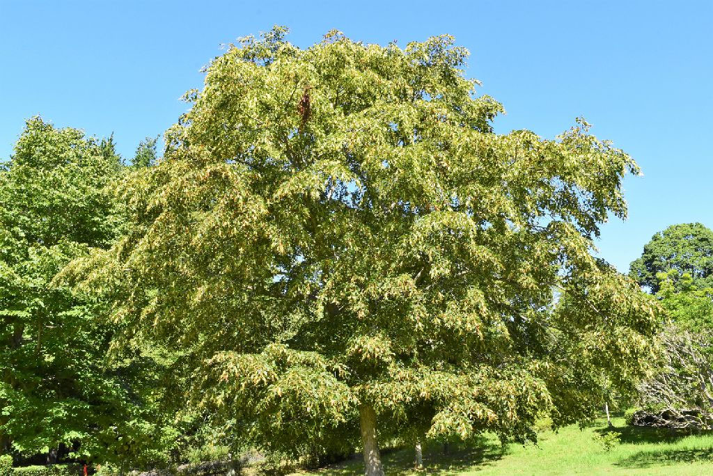 シナノキ 庭木図鑑 植木ペディア