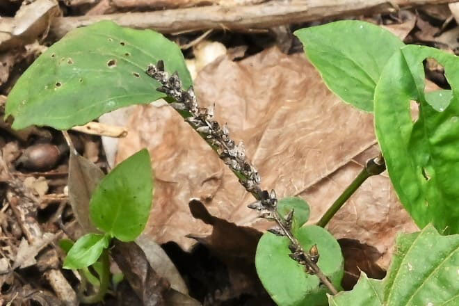 オオバコ おおばこ 大葉子 庭木図鑑 植木ペディア