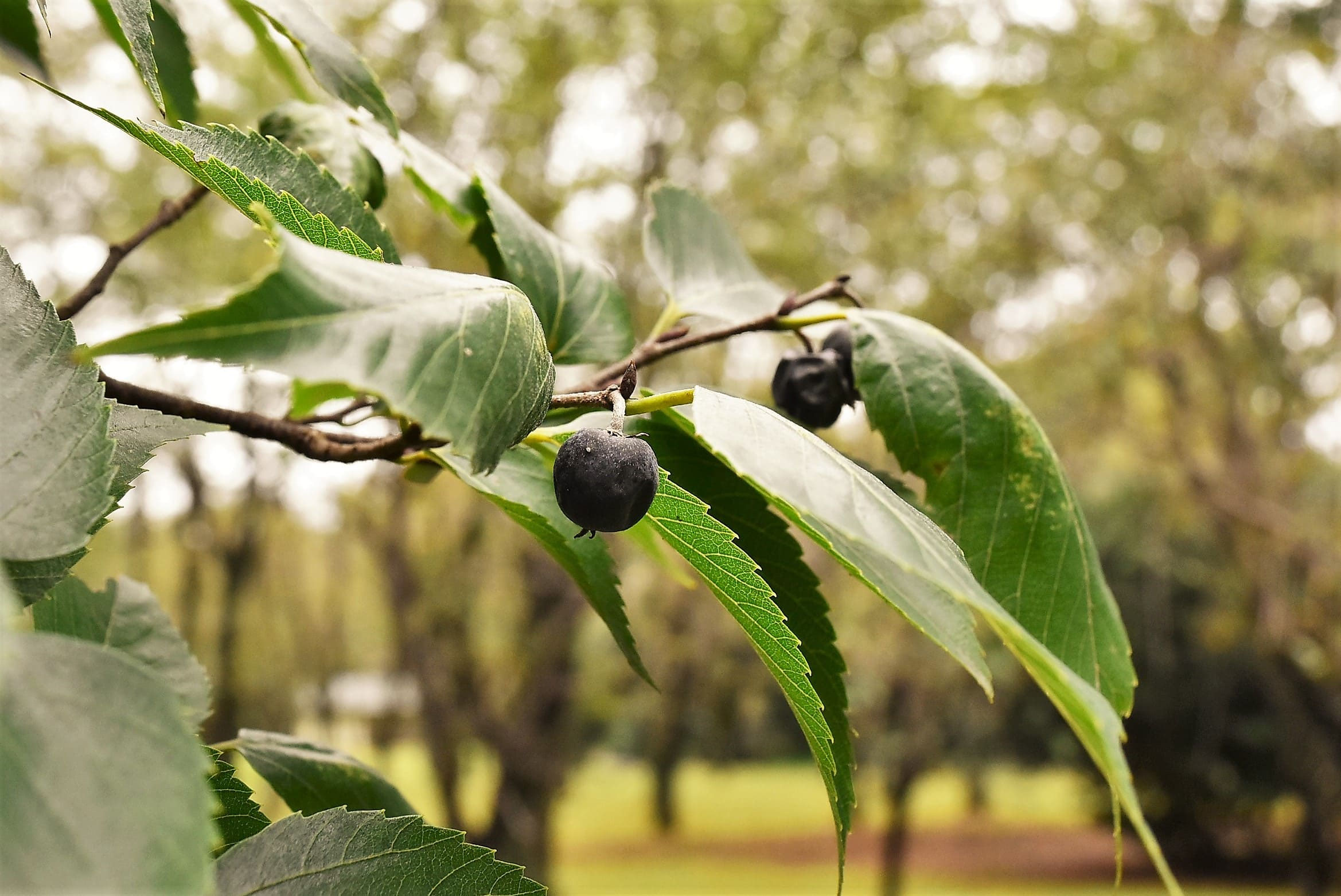 ムクノキ 椋の木 庭木図鑑 植木ペディア