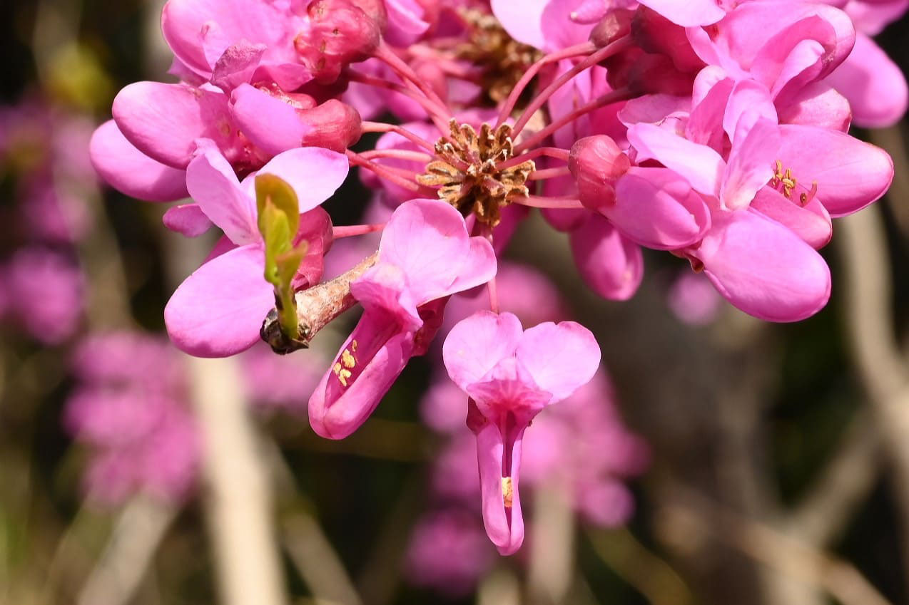 ハナズオウ 花蘇芳 庭木図鑑 植木ペディア ハナズオウ 花蘇芳 庭木図鑑 植木ペディア