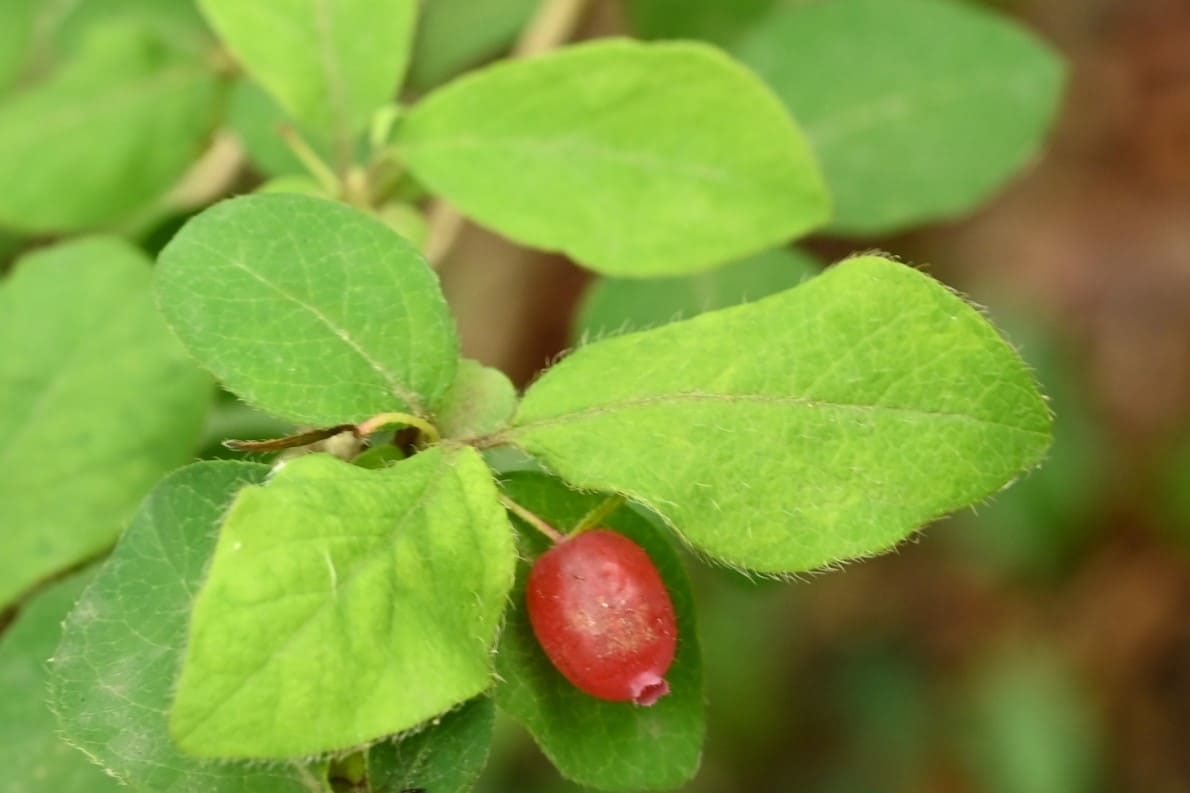 ヤマウグイスカグラ - 庭木図鑑 植木ペディア