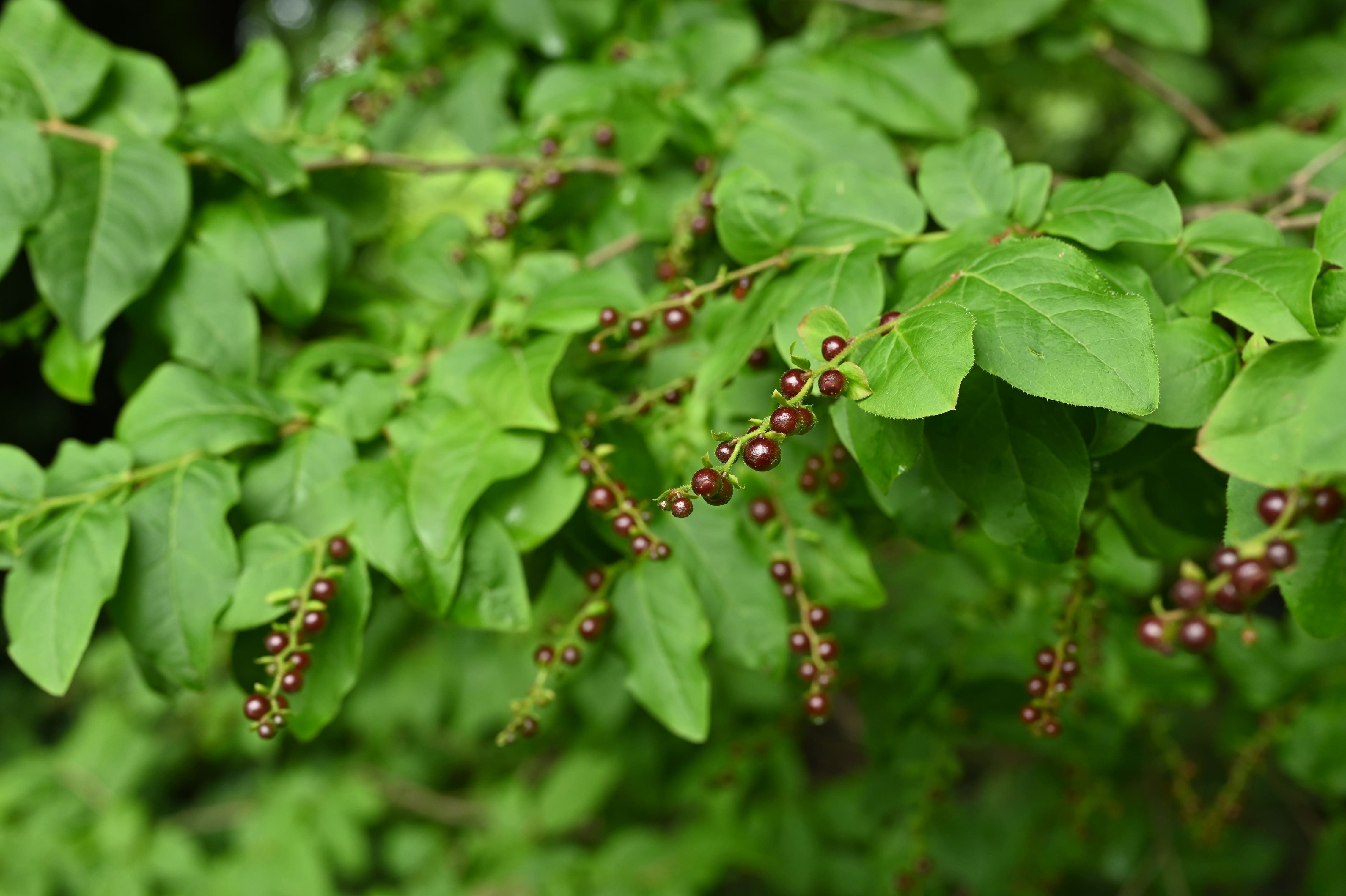 ナツハゼ（夏櫨） - 庭木図鑑 植木ペディア
