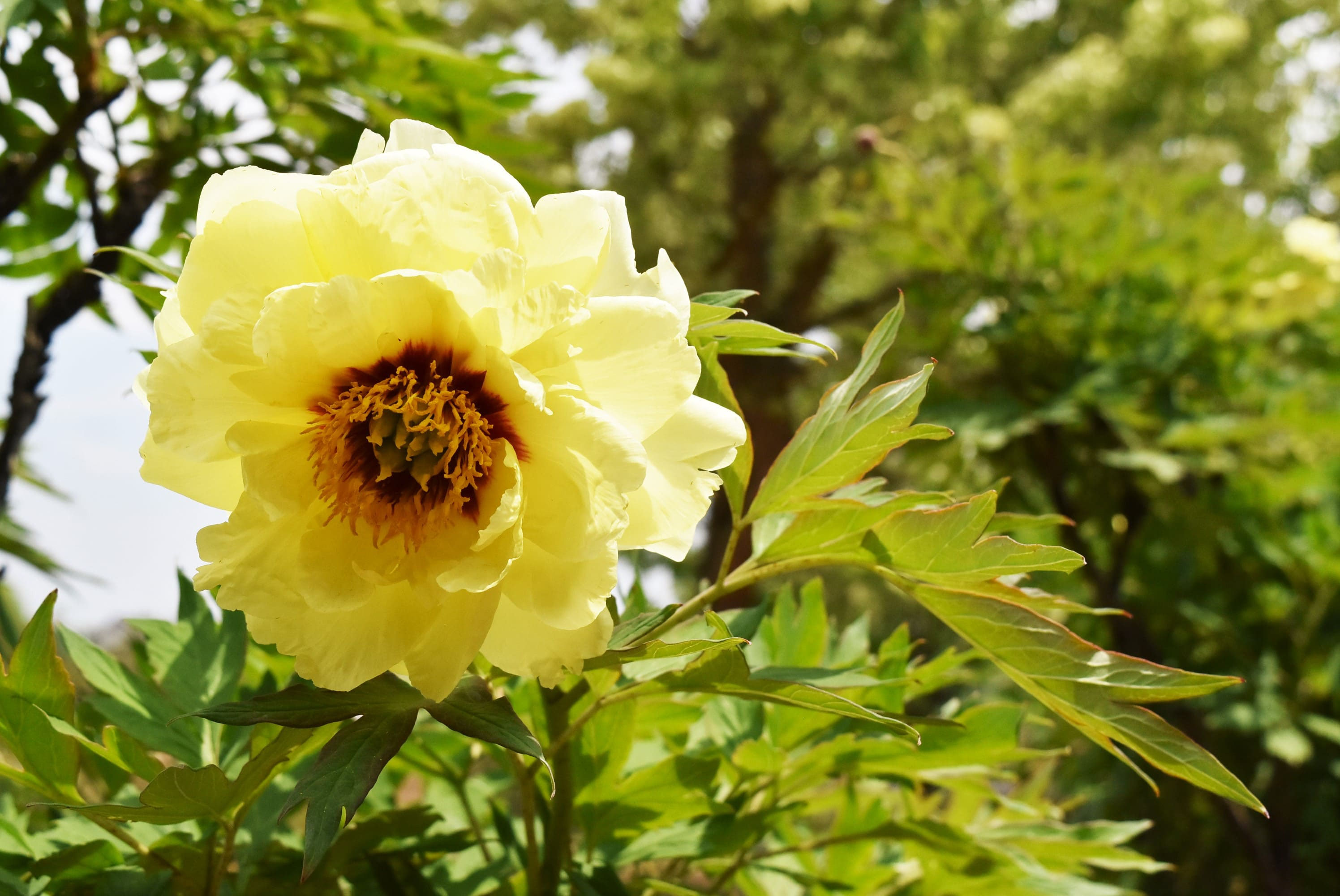 ボタン 牡丹 庭木図鑑 植木ペディア ボタン 牡丹 庭木図鑑 植木ペディア