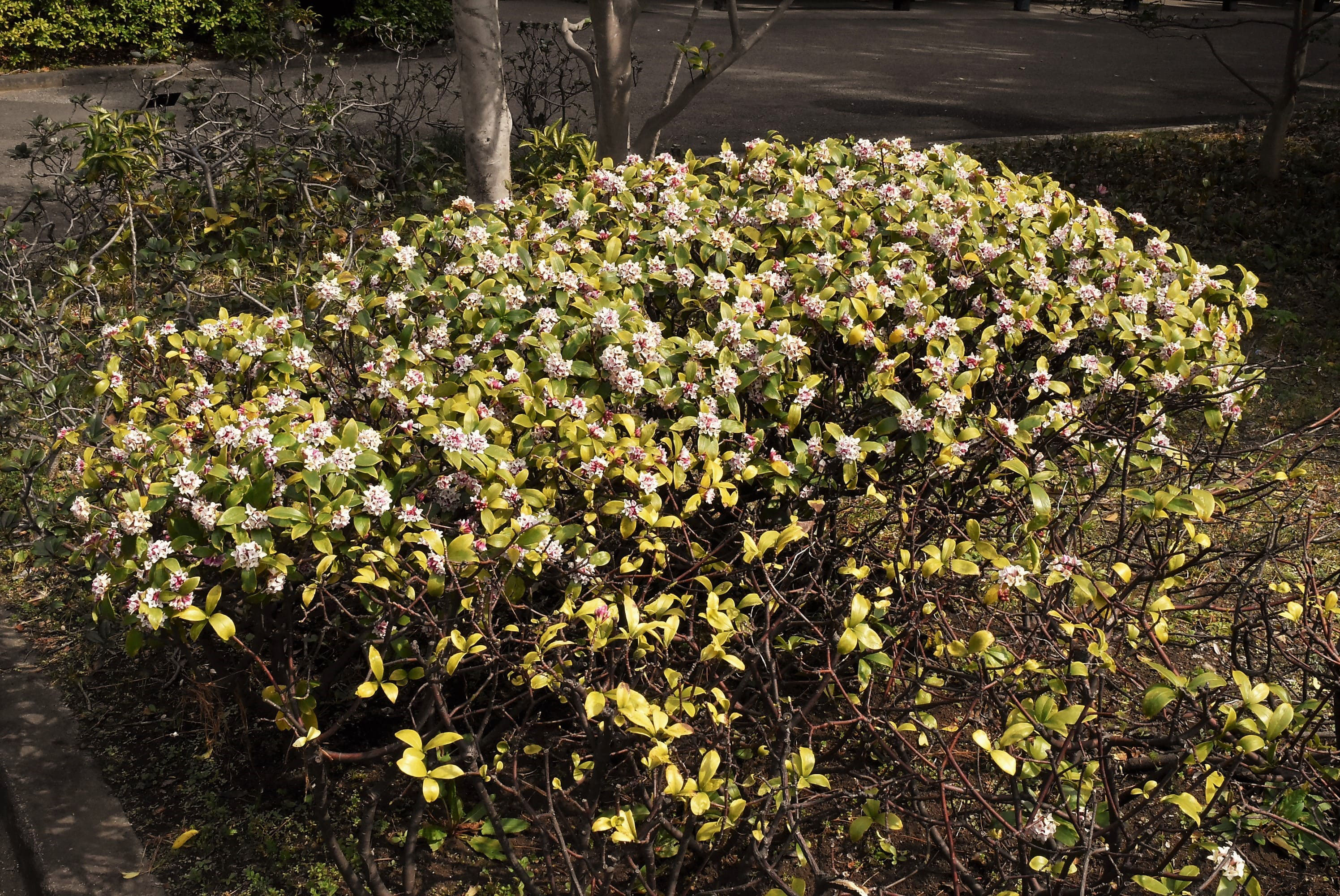 ジンチョウゲ 沈丁花 庭木図鑑 植木ペディア